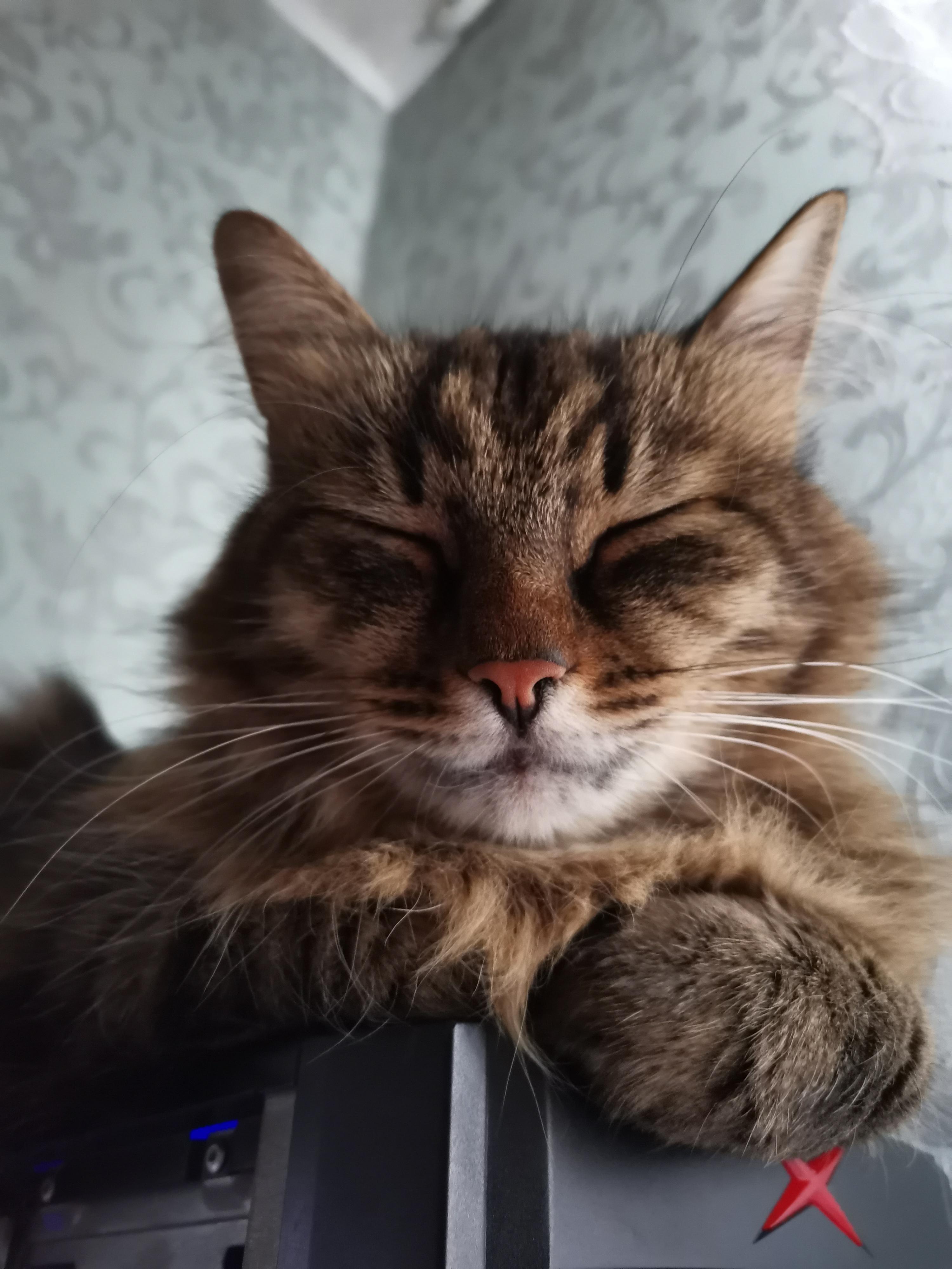 как помыть кота без стресса