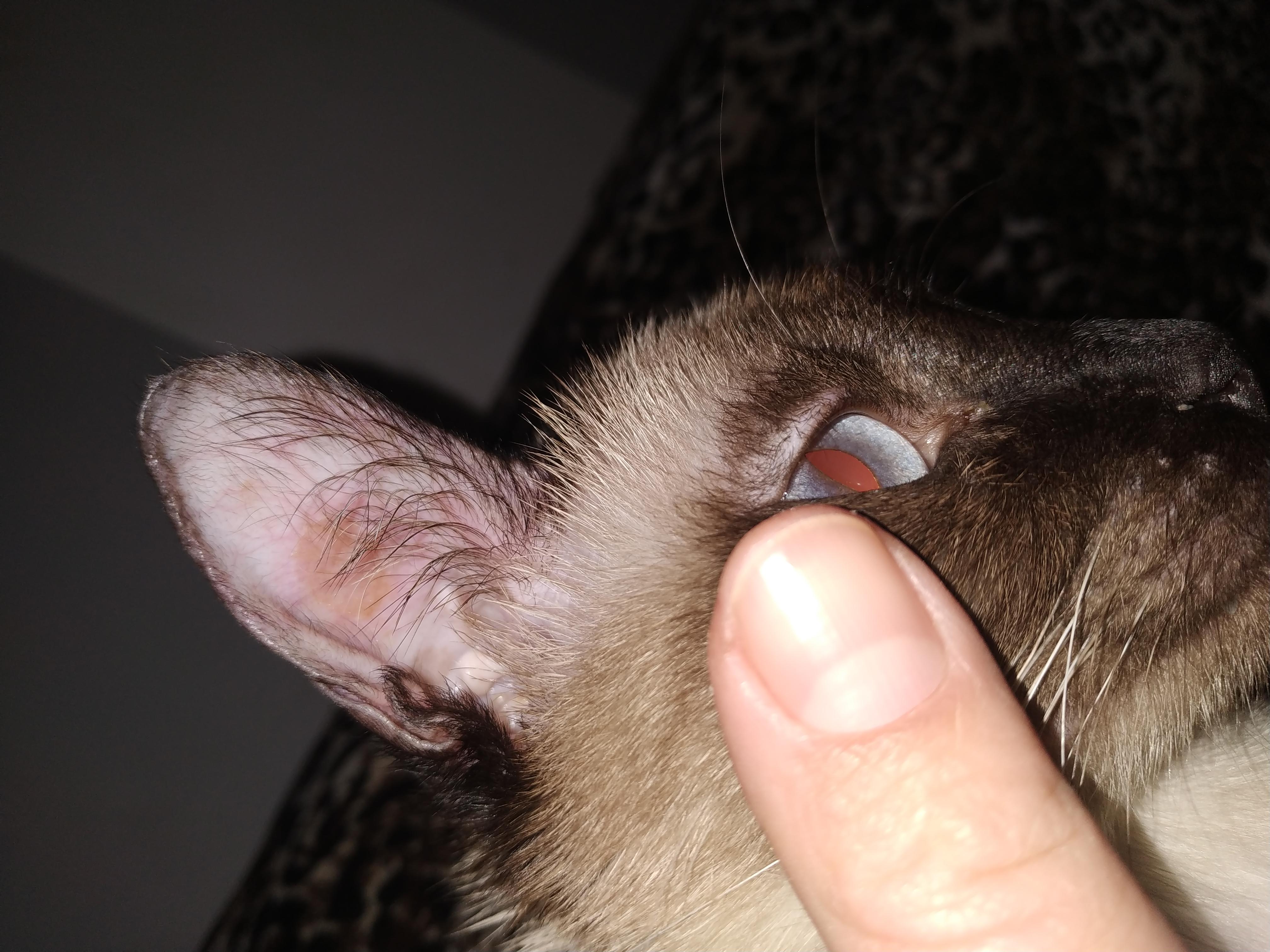 Кошка с острыми ушами