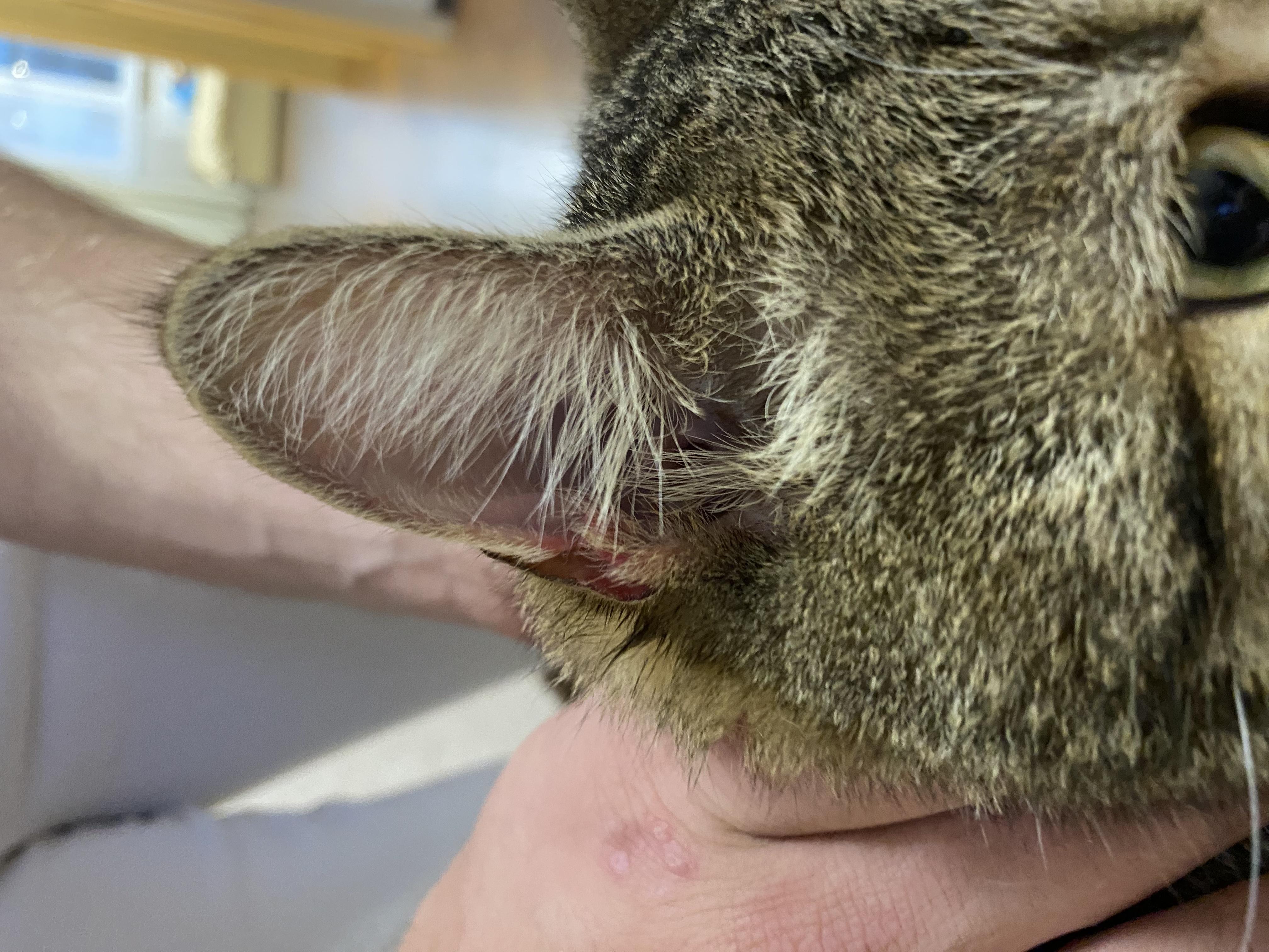 У кошки порвано ухо и раны сквозные рядом