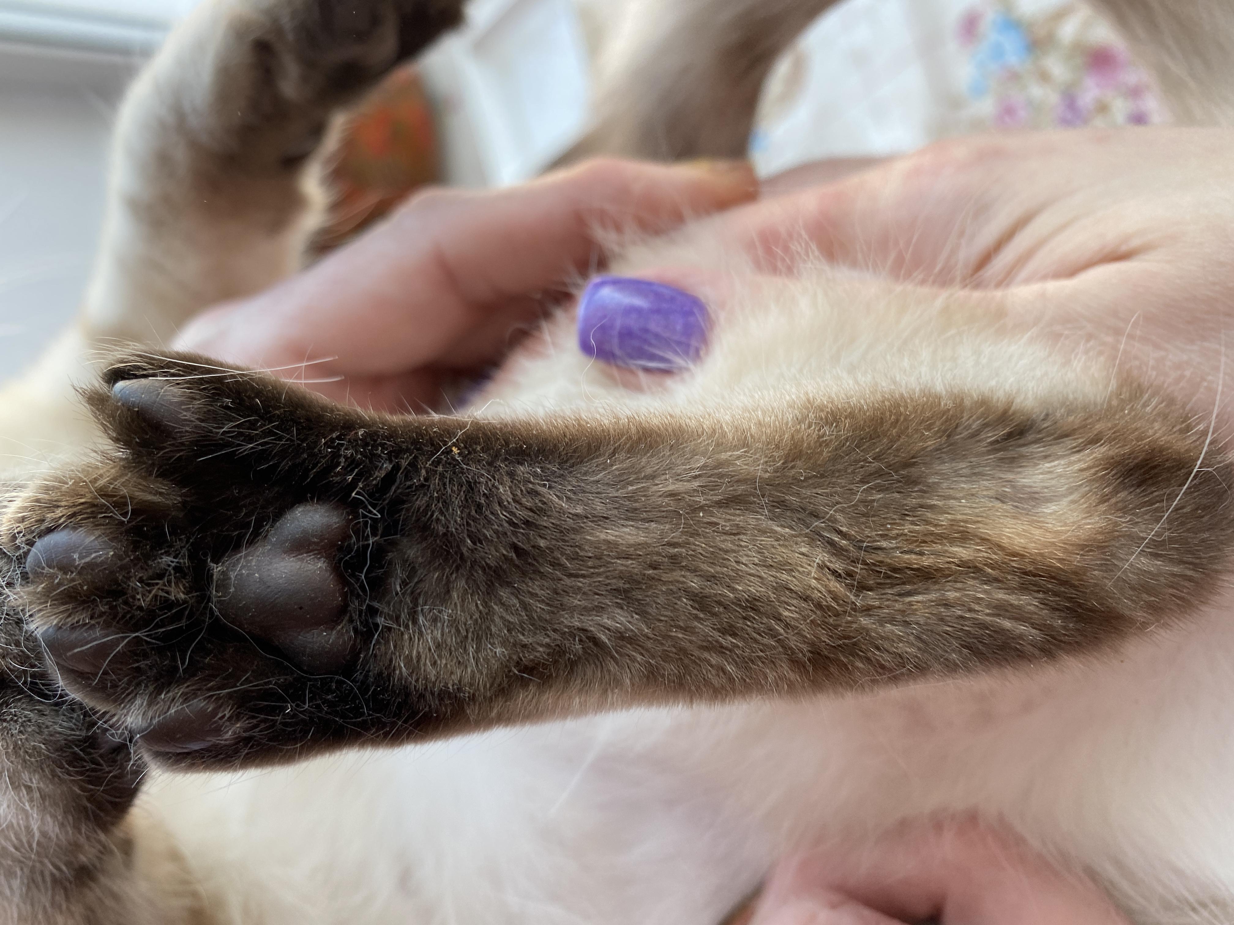 Проплешины на лапках у кошки, бесплатная консультация ветеринара - вопрос  задан пользователем Катя Шипко про питомца: кошка Британская кошка