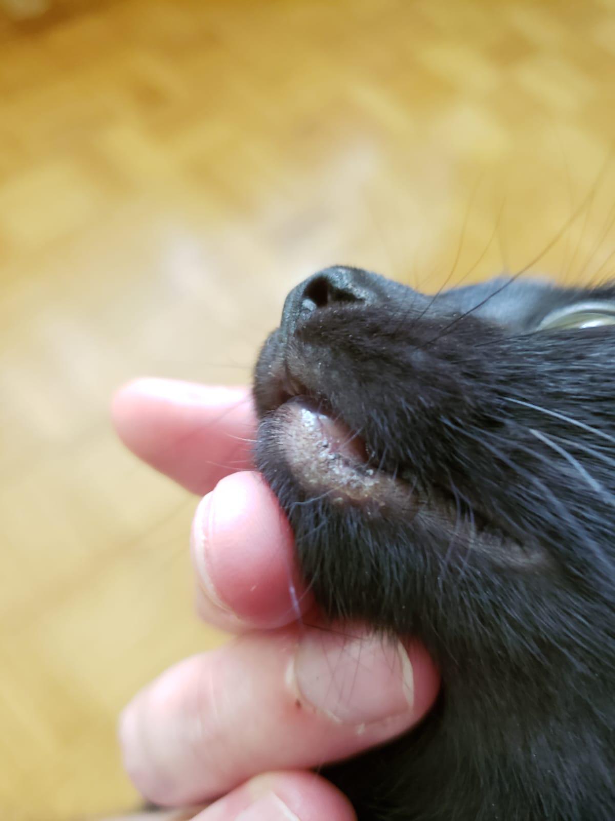 У кота на нижней губе шишка