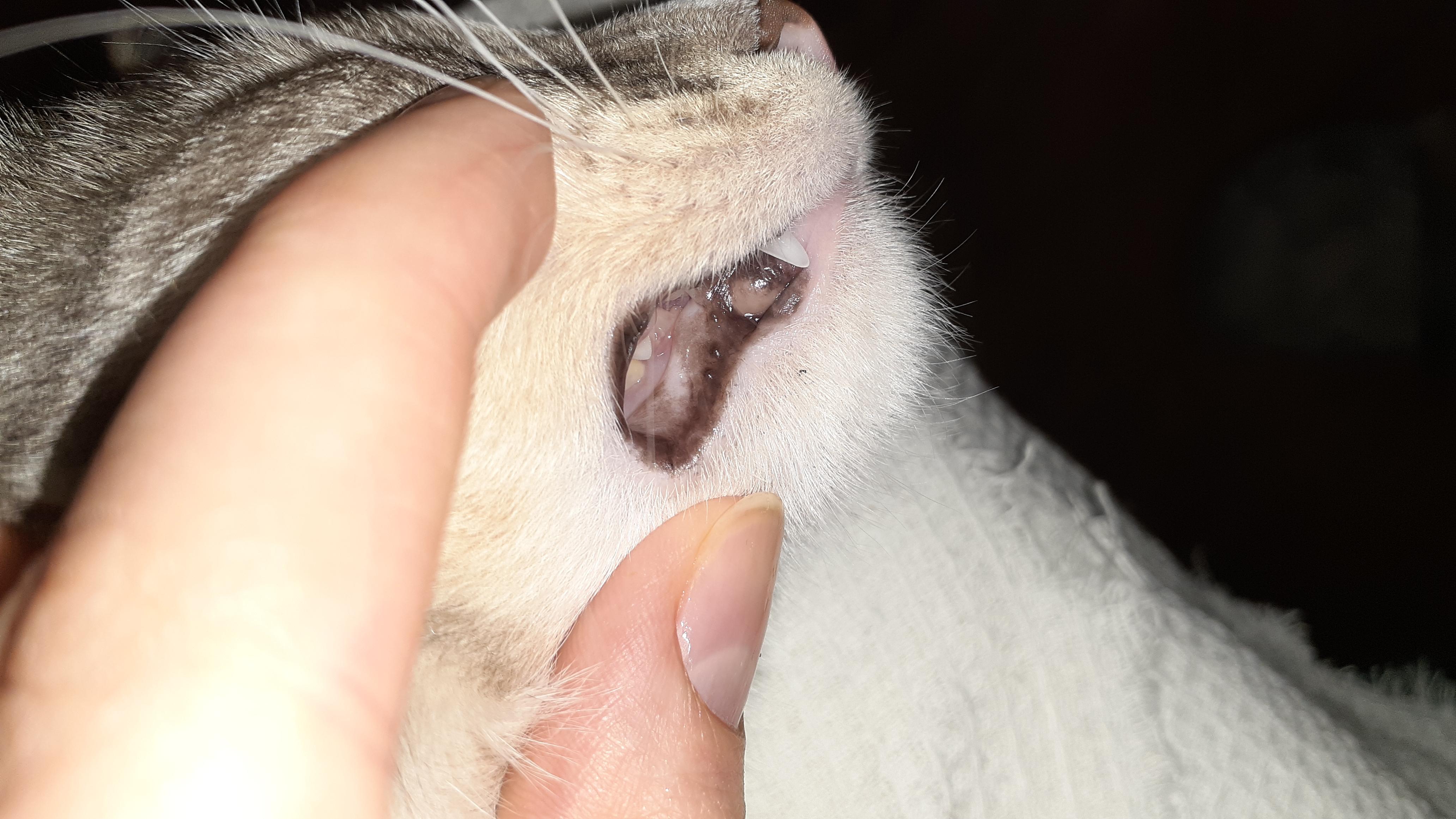 Покраснения на деснах у котенка