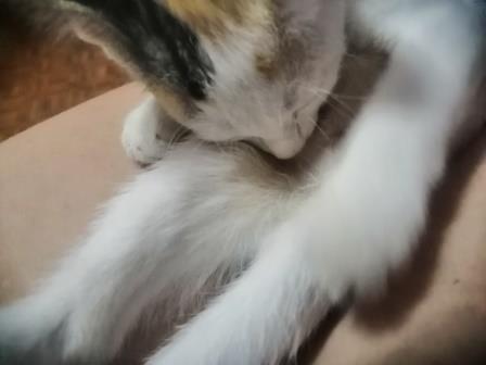 Кот когда мурчит постоянно сосет палец на задней лапе