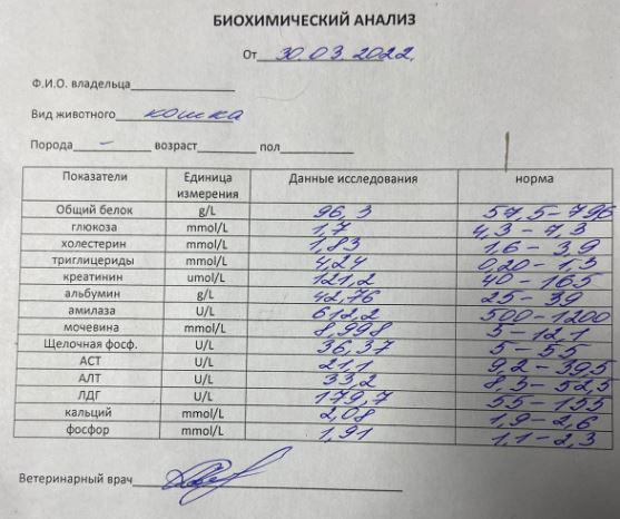 Анализы кошке. Лимфосаркома кошек анализ крови. Анализы кошке Люберцы. Анализ кошки 5 класс. Гемобортелерез анализ для кошек.