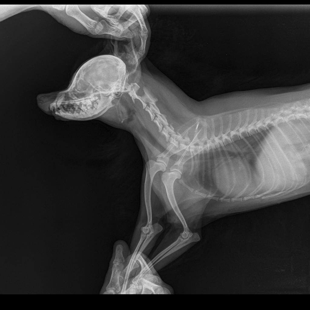 Пищевод кошки. Рентгеновский снимок собаки. Рентгеновский снимок беременной собаки.