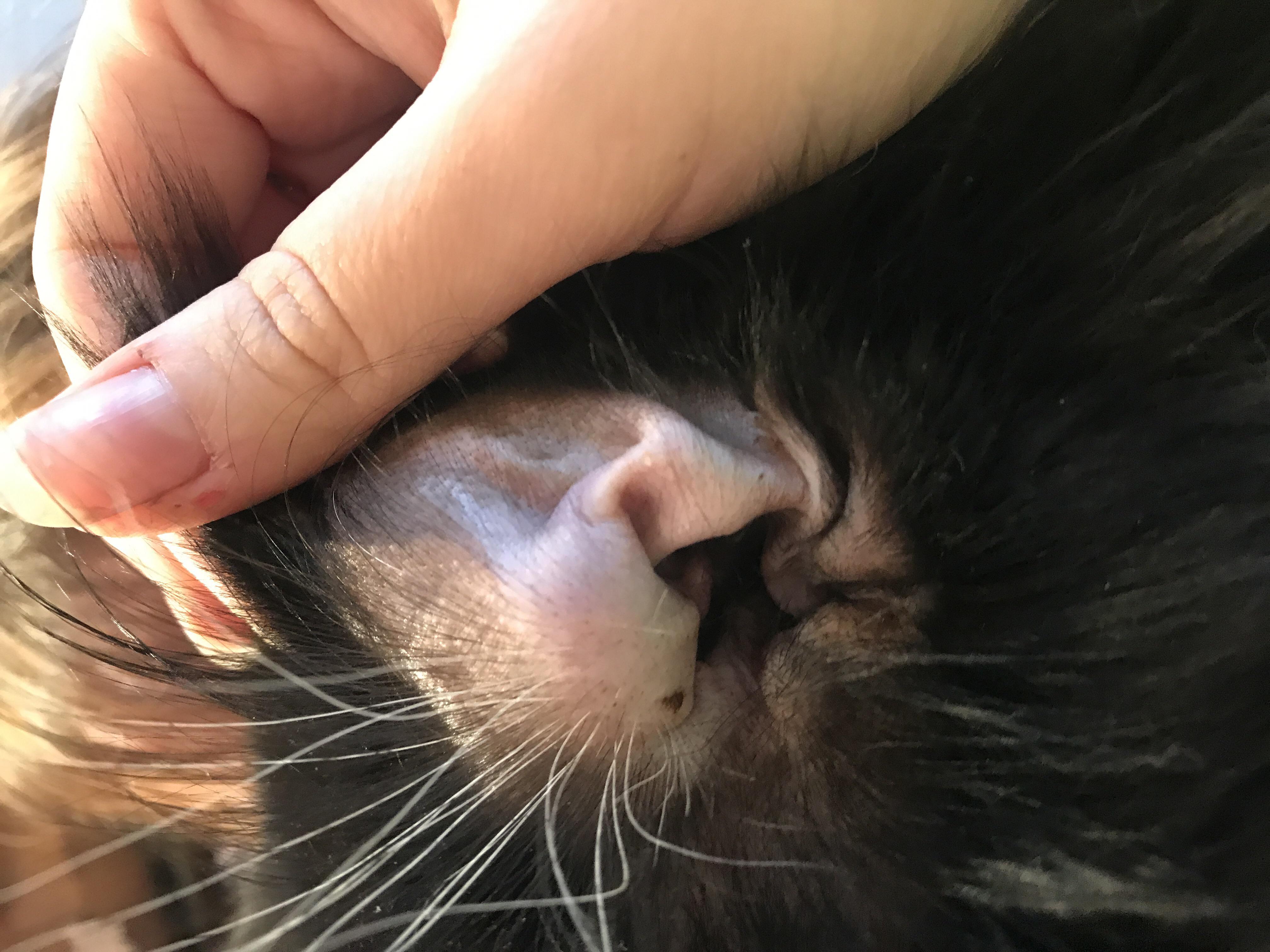 Опухоль на ухе у кота, бесплатная консультация ветеринара - вопрос задан  пользователем Polina Krupkina про питомца: кошка Мейн-кун
