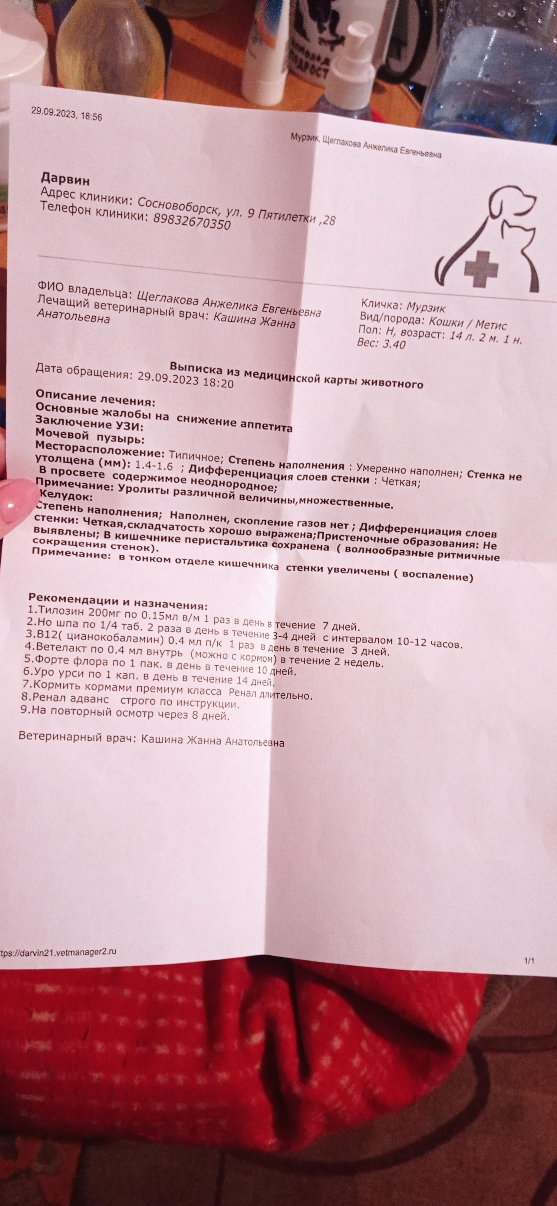 Помогите расшифровать анализы кота, бесплатная консультация ветеринара -  вопрос задан пользователем Анжелика Щеглакова про питомца: кошка Без породы  (домашняя кошка)