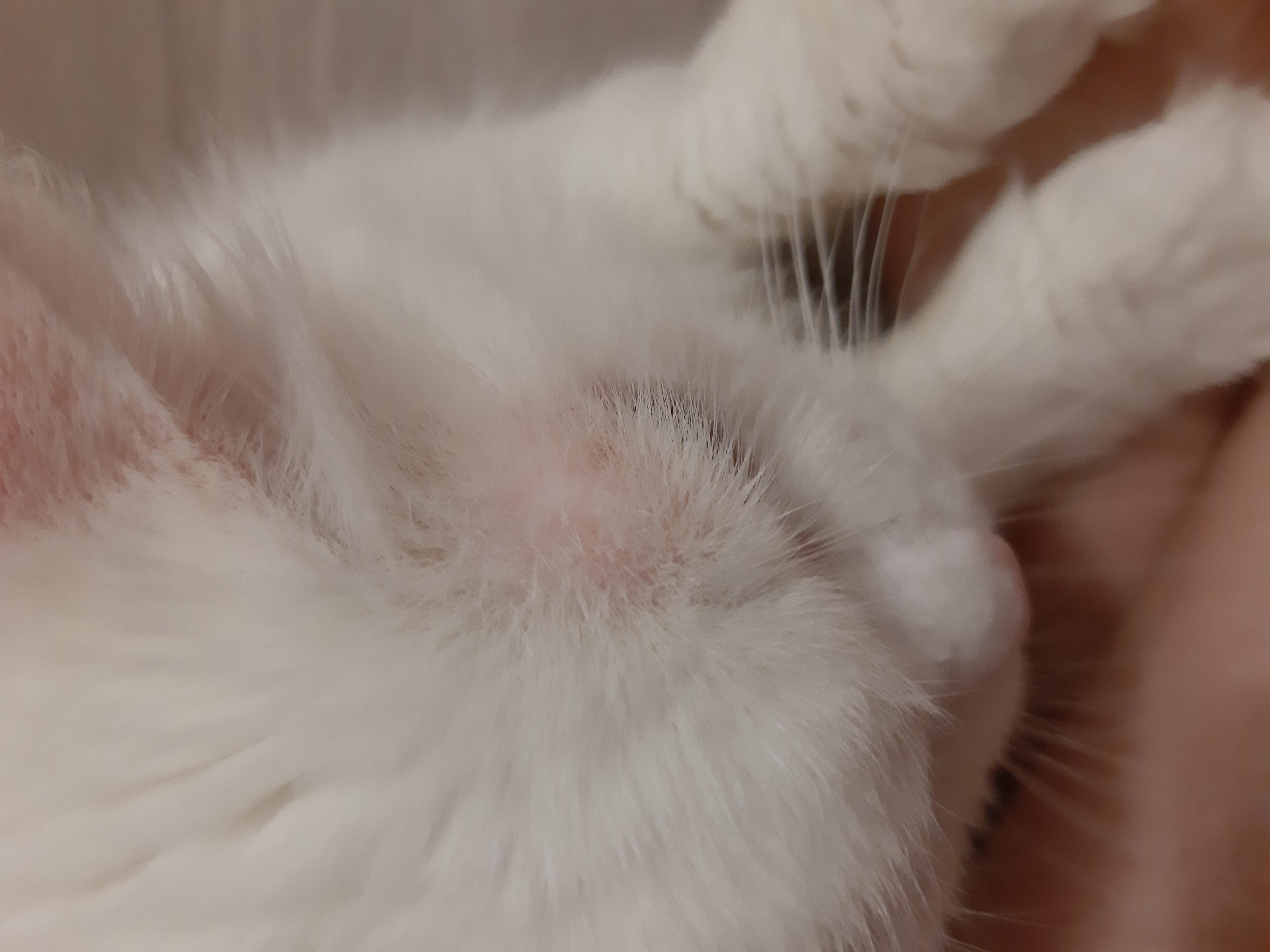 дерматит у кошек фото