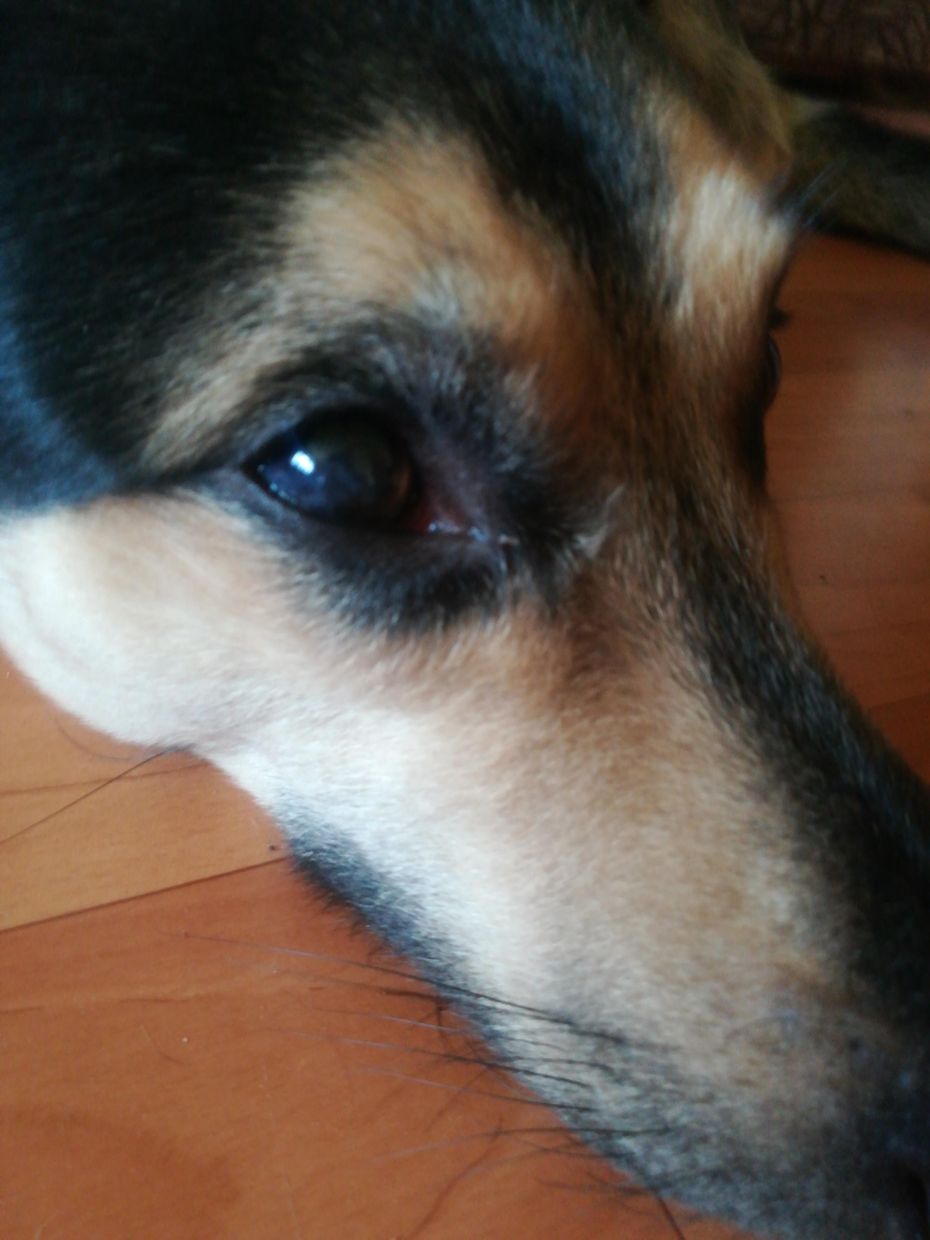 Пелена на глазах какие. Белая пелена на глазу у собаки. Мутная пленка на глазу собаки. У собаки затягивается глаза пленкой.