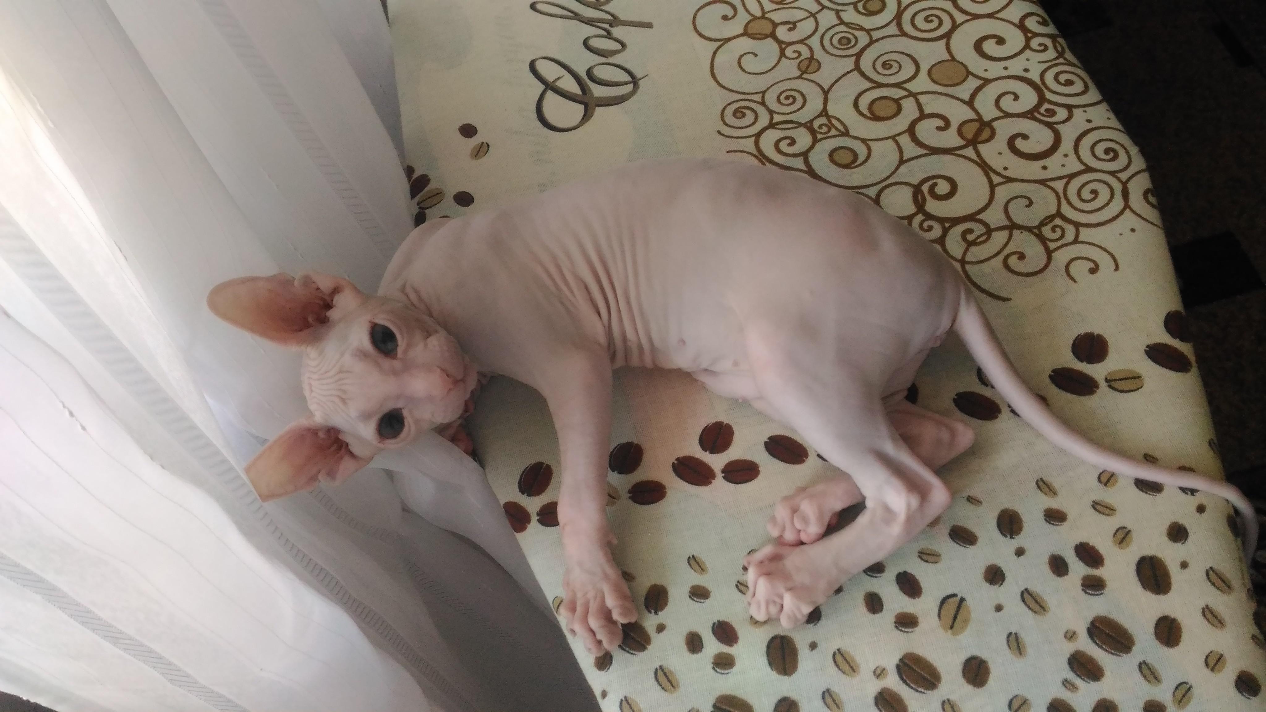 Донской сфинкс котенок 8 месяцев