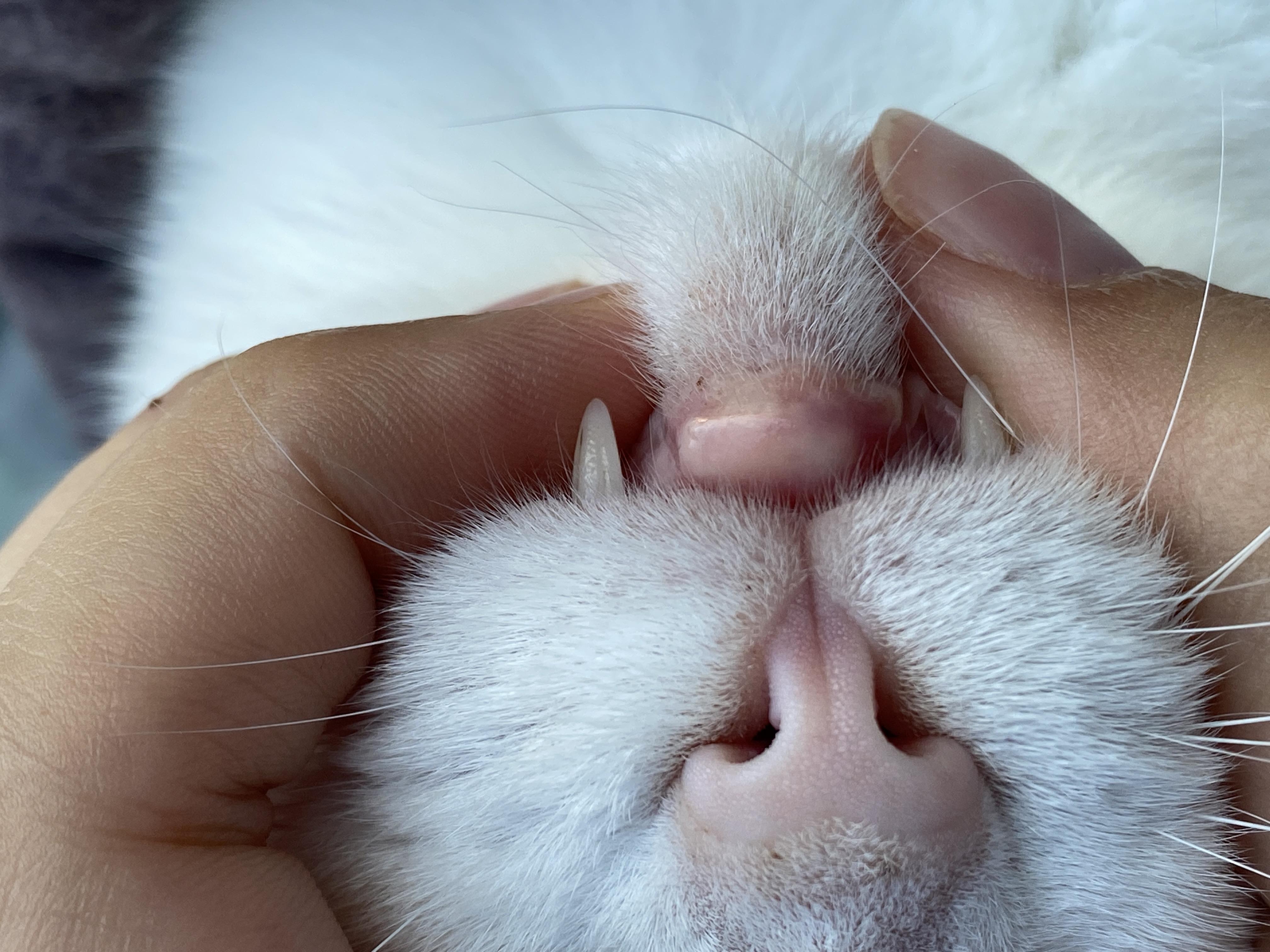 Почему опухла губа у кошки и как лечить питомца