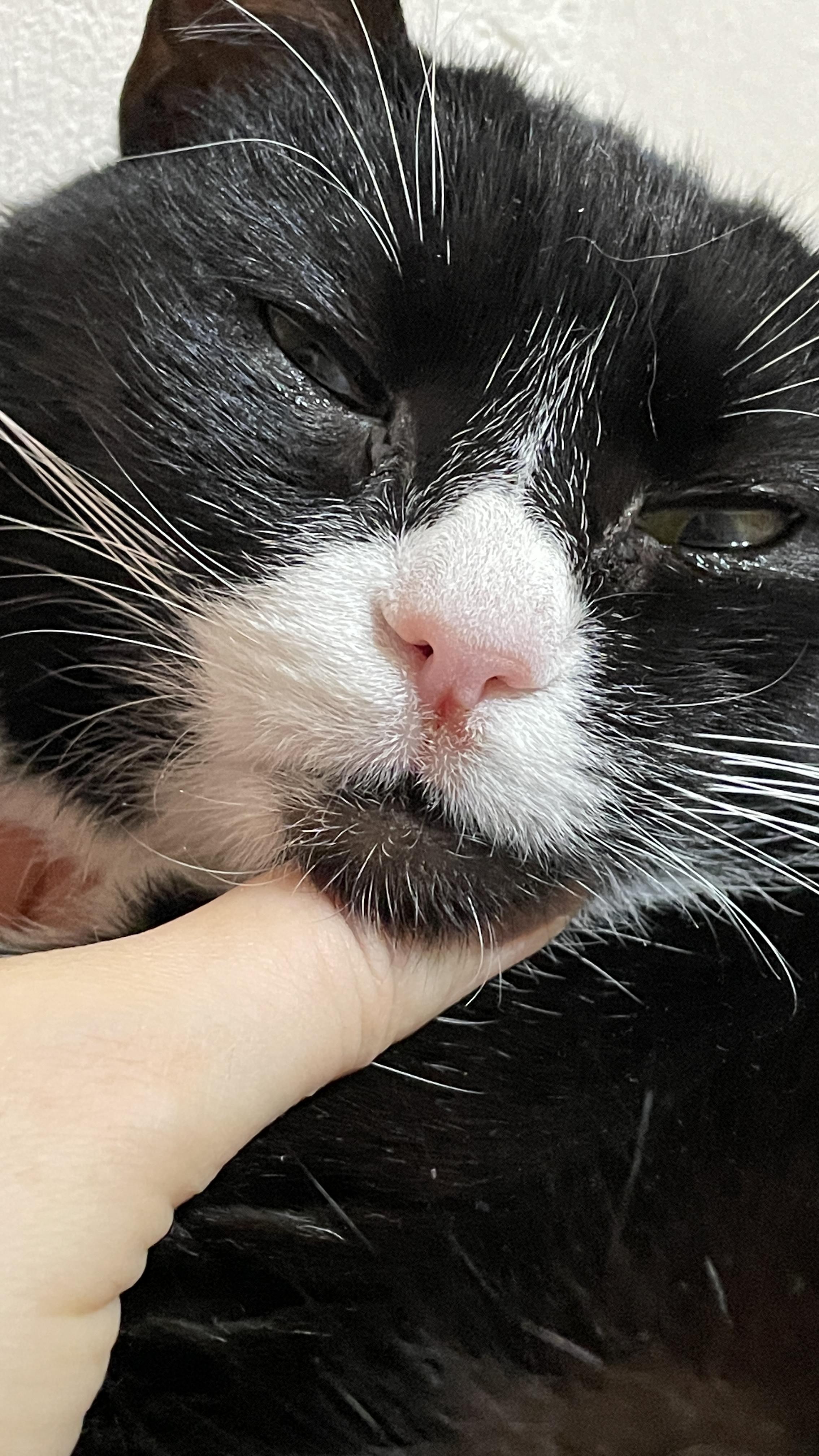 У кошки на носу сегодня появилась болячка, бесплатная консультация  ветеринара - вопрос задан пользователем Наташа Олейникова про питомца: кошка  Без породы (домашняя кошка)