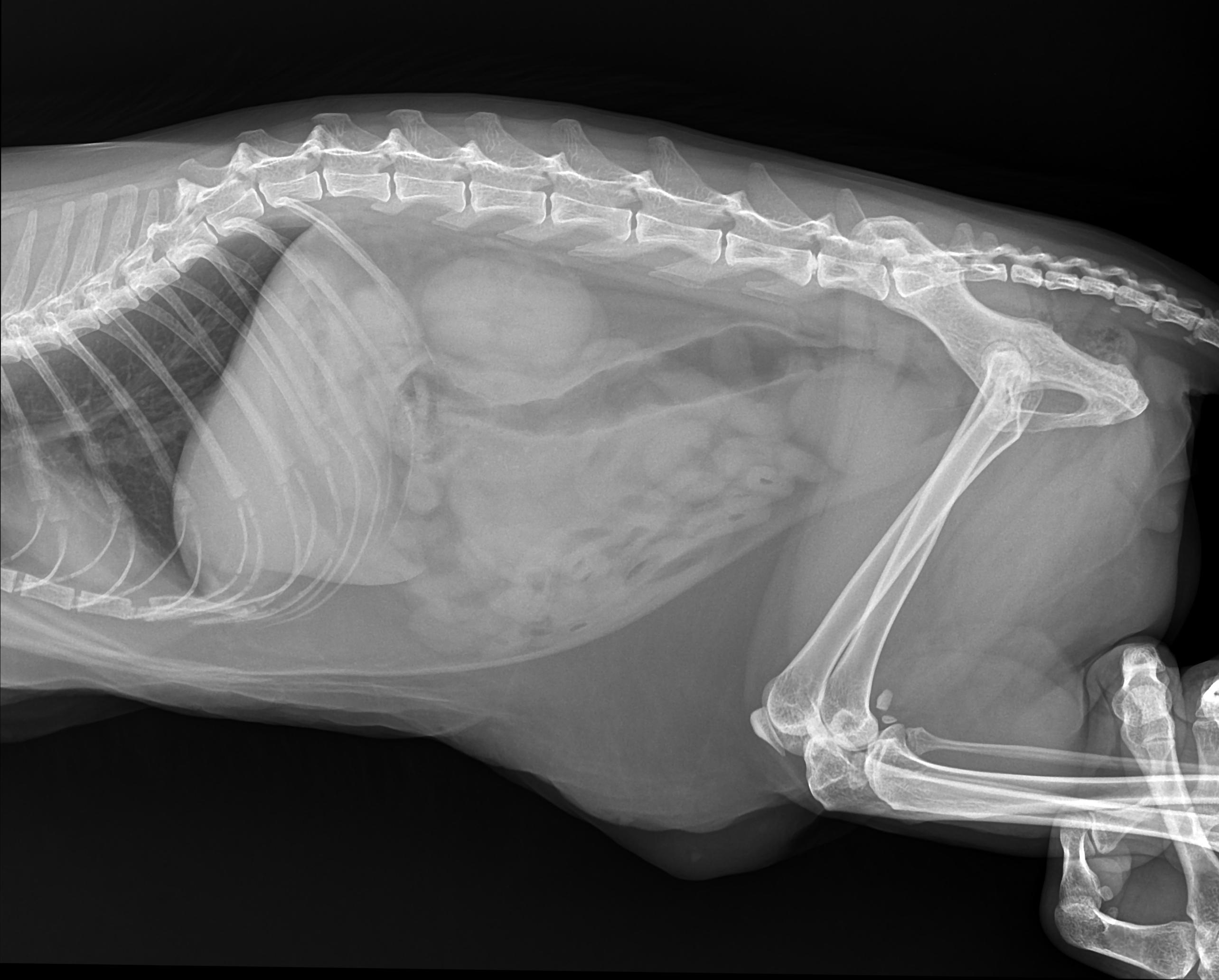 Рентген кошки. Вирусный перитонит кошек рентген. Рентген брюшной полости кошки. Рентген брюшной полости собаки.