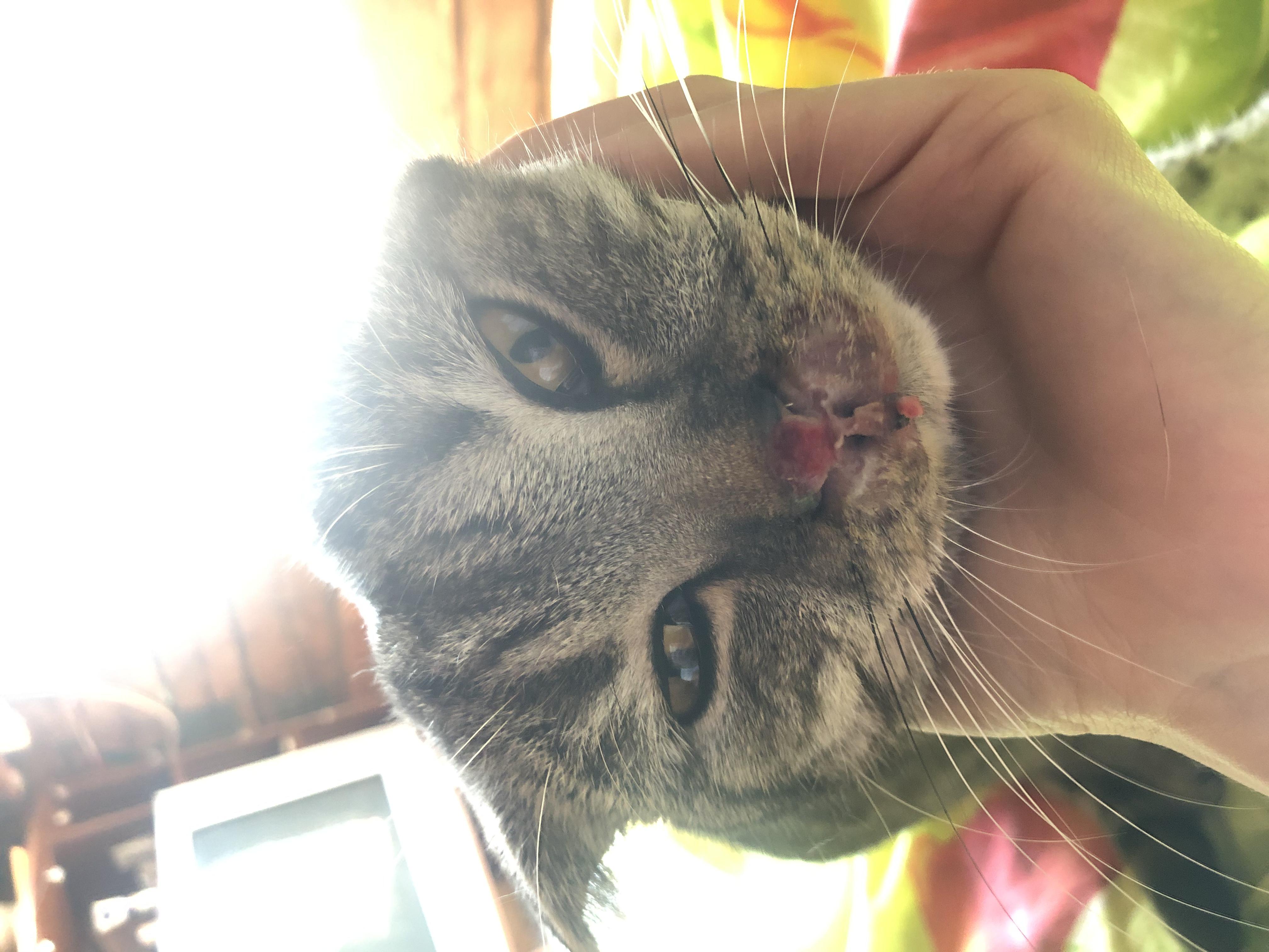 У кота сухой нос