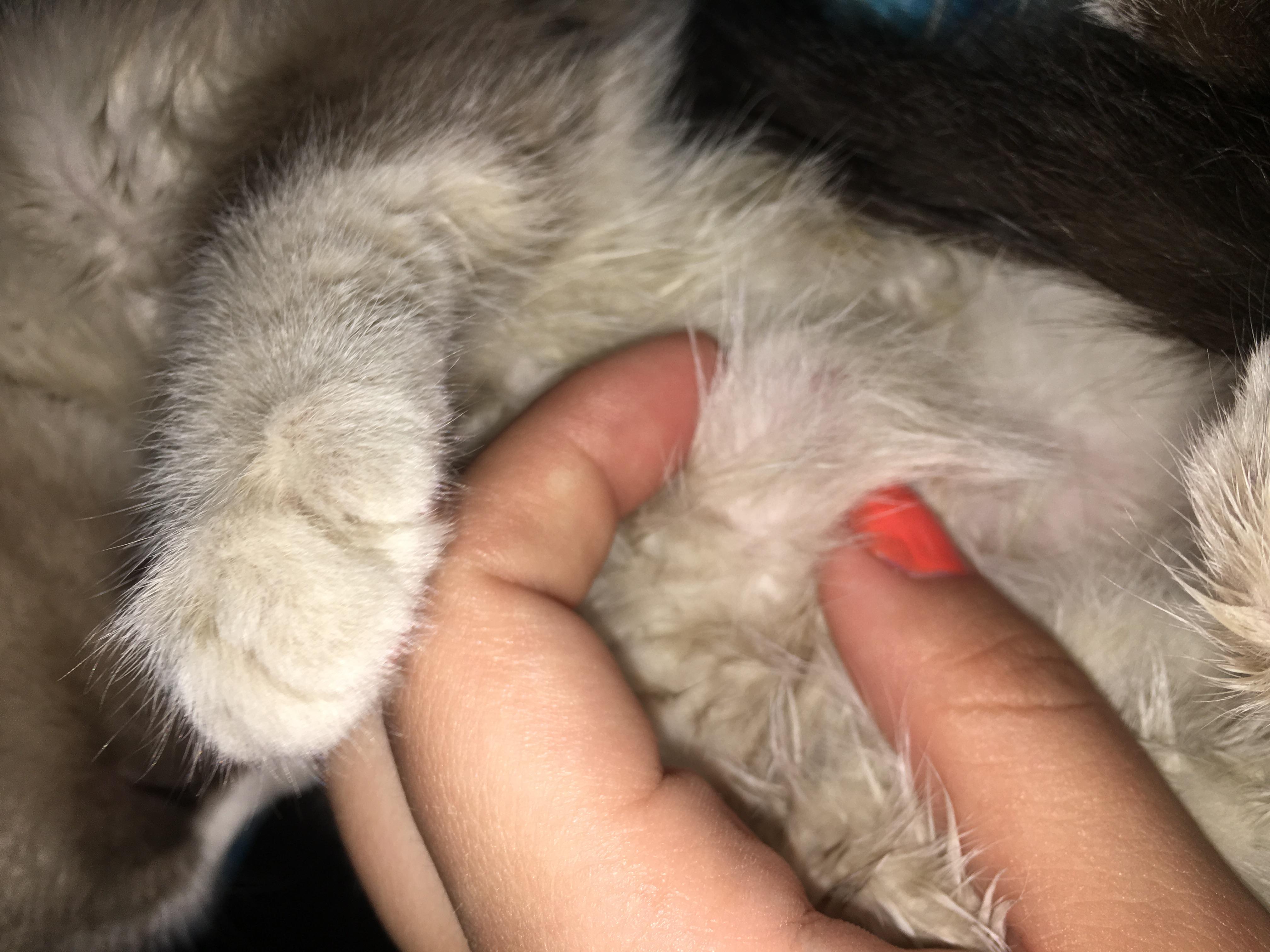 Шишка на животе у кошки, бесплатная консультация ветеринара - вопрос задан  пользователем Liza Gromova про питомца: None