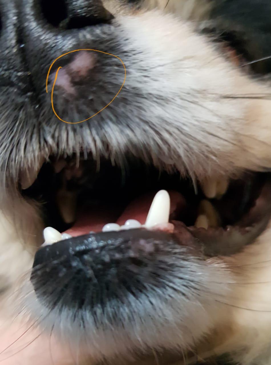 белое пятно на носу у собаки