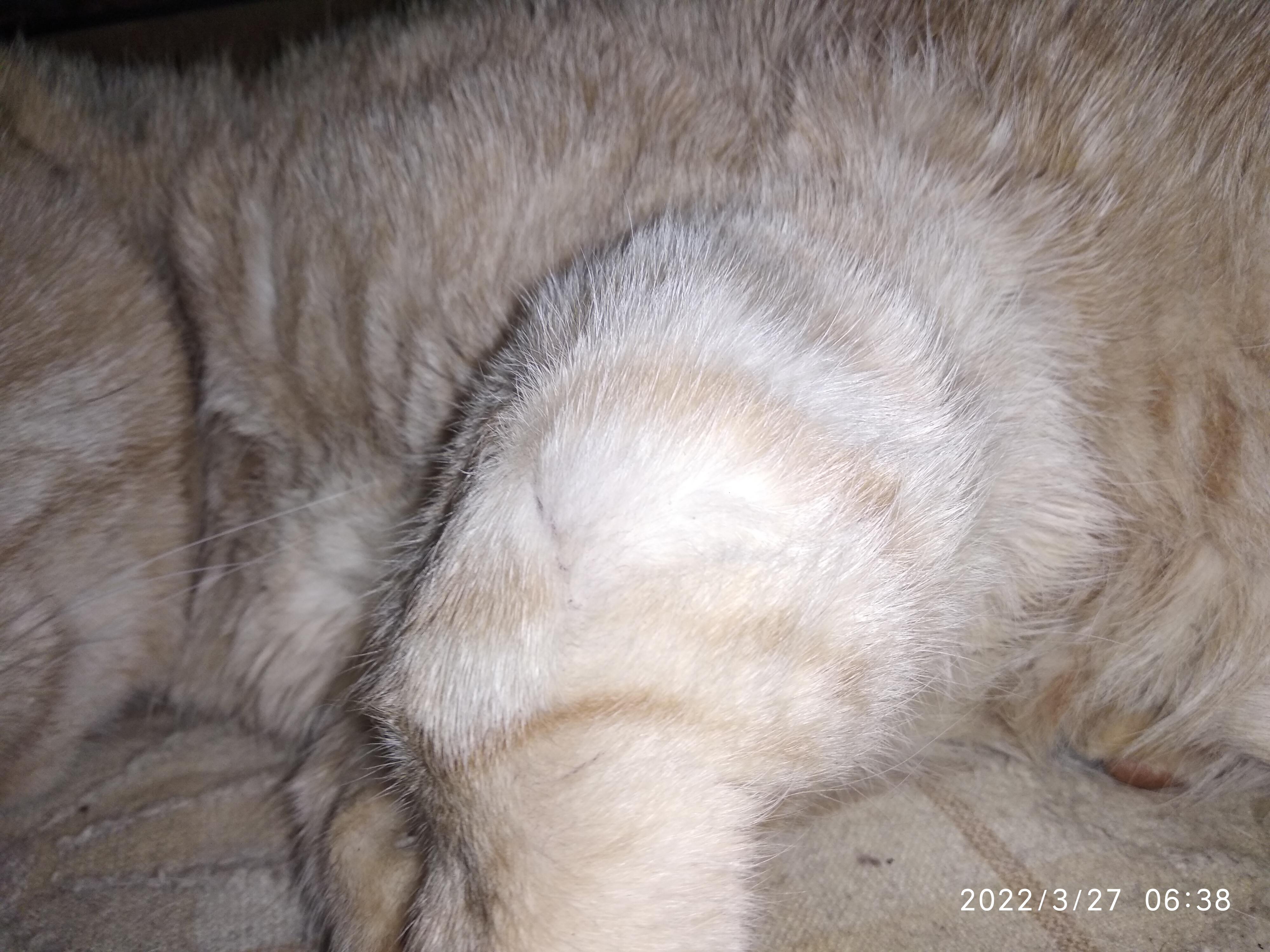опухоль подушечки лапы у кота