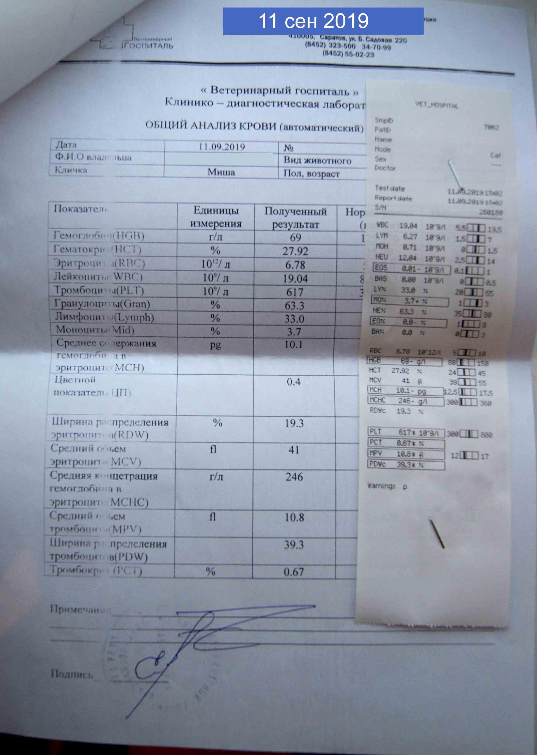 Признаки лейкоза в анализе. Анализ крови кошки. Общий анализ крови кошки. Лейкоз анализ крови. Общий анализ крови при лейкозе.