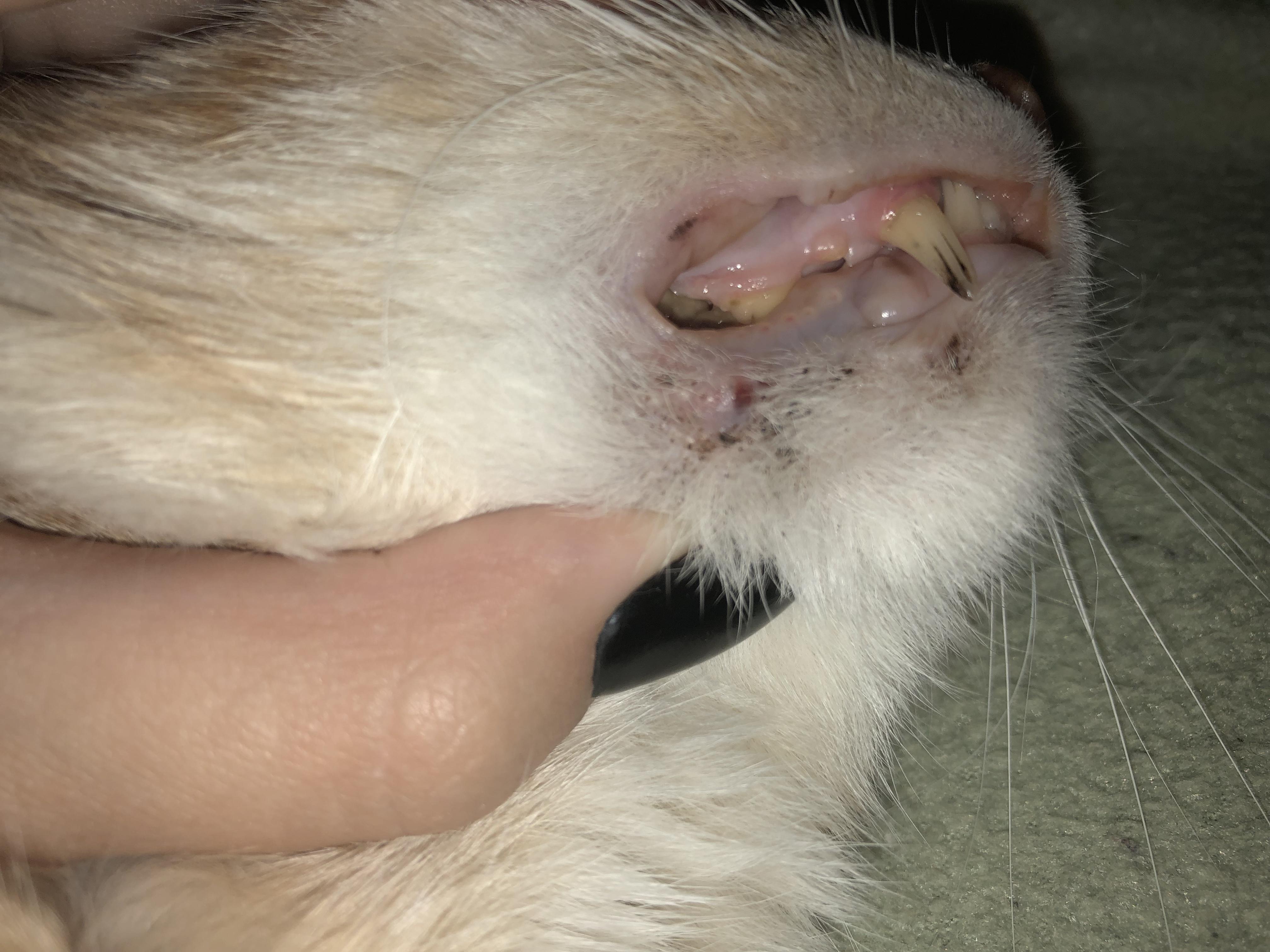У кошки что-то похожее на кошачье акне и проблемы с зубом