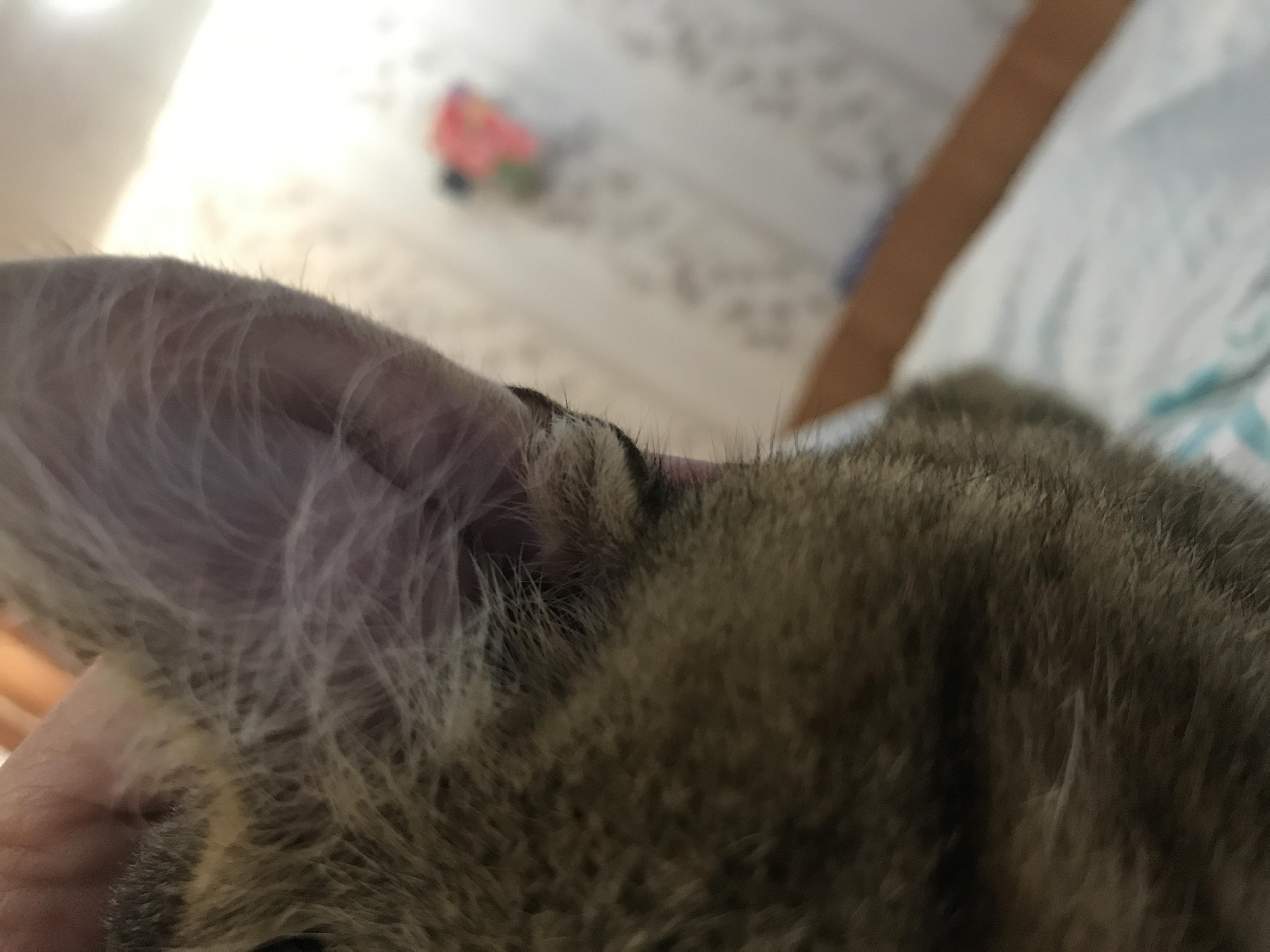 У кота опухло ухо внутри