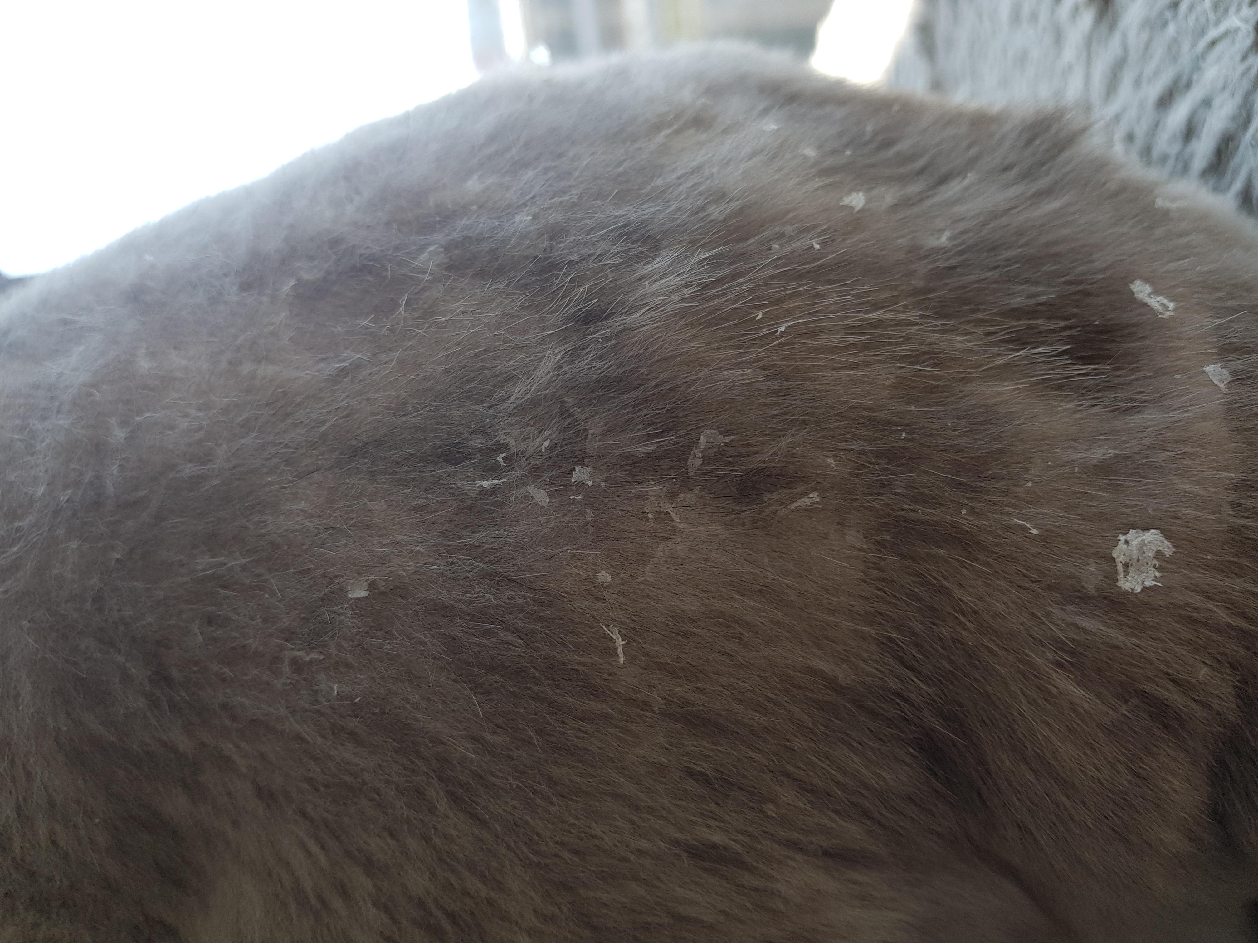 болезни кожи у котов с фото