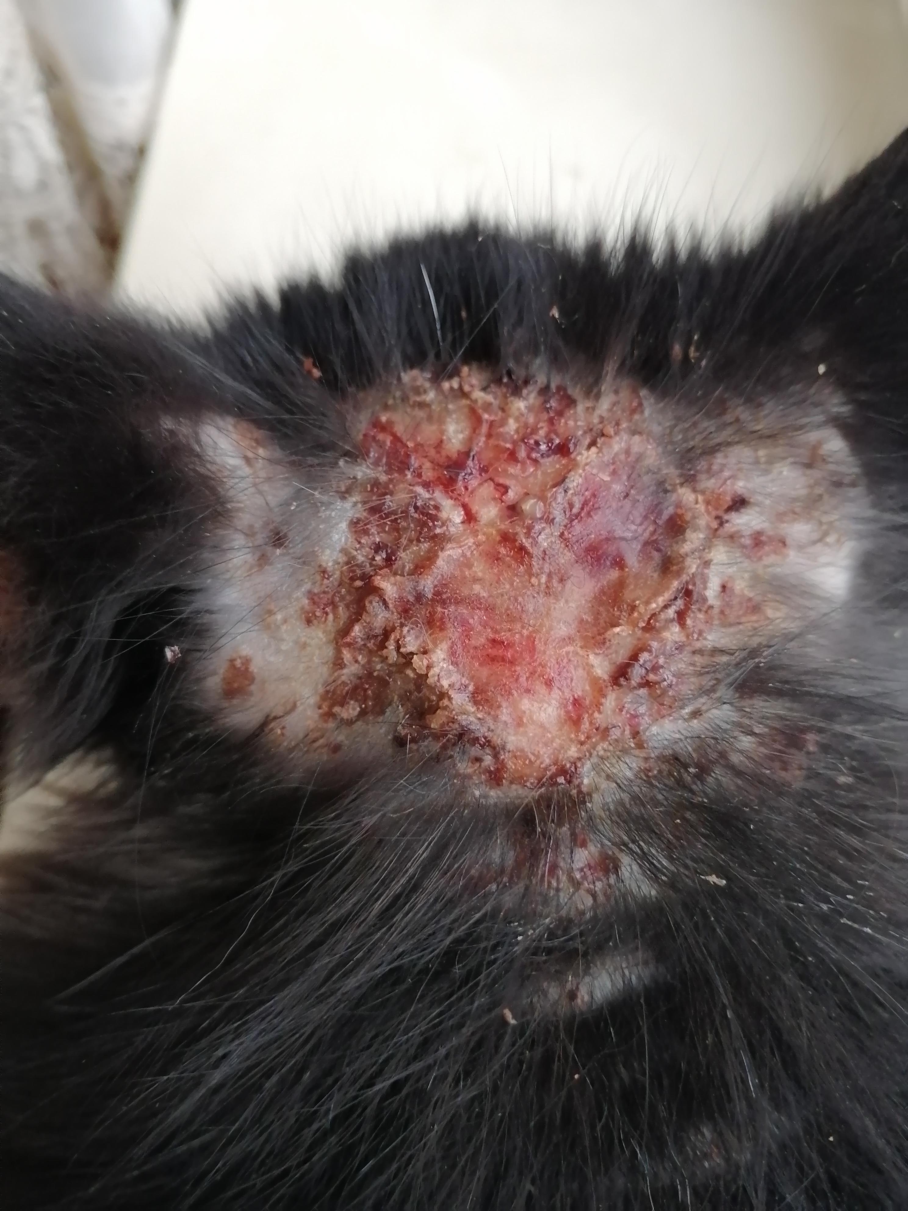 Раны у кошек - первая помощь и и обработка, лечение гнойных ран. Ветеринарная клиника 