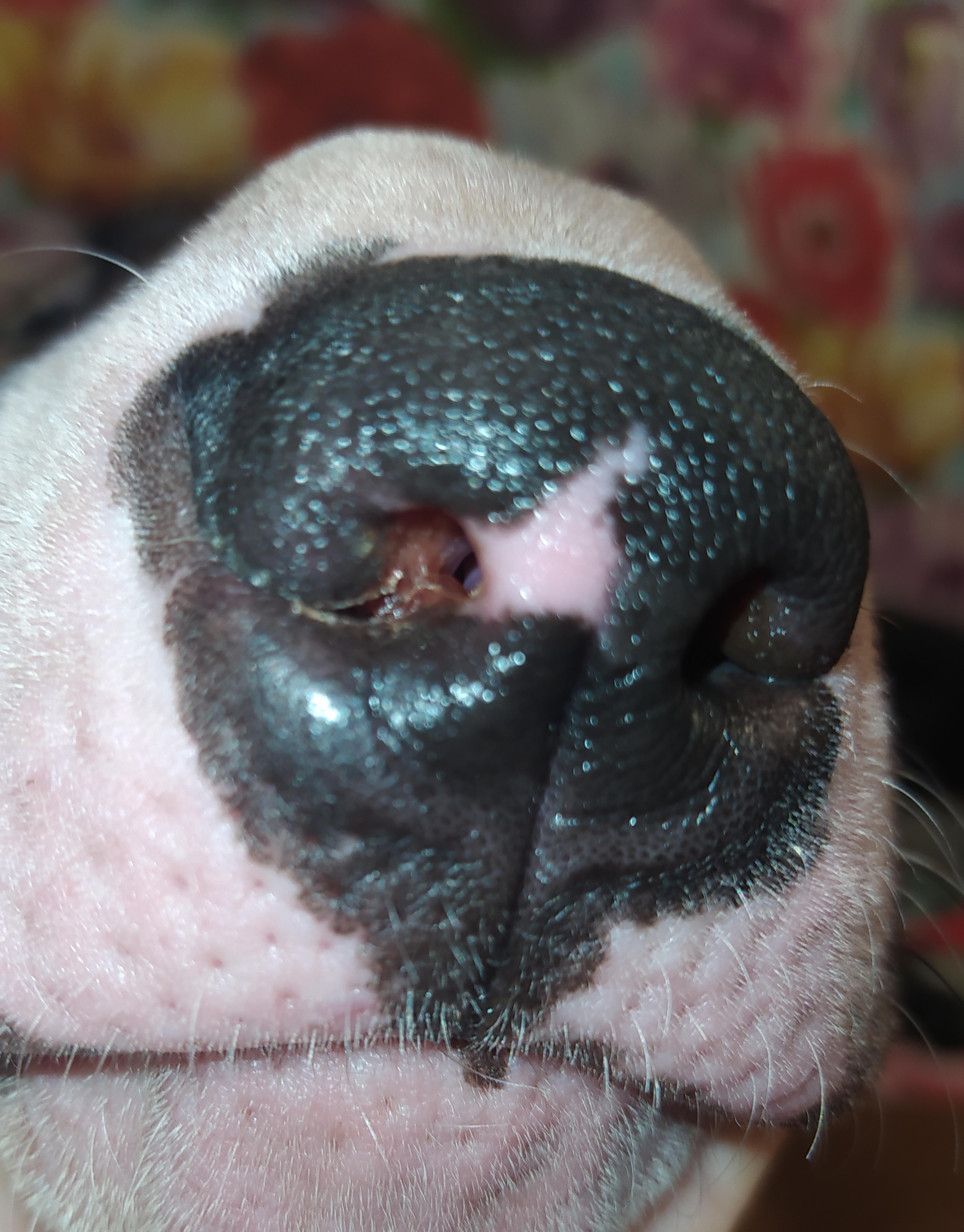 Собака с гноем из носа — причины, симптомы и способы лечения