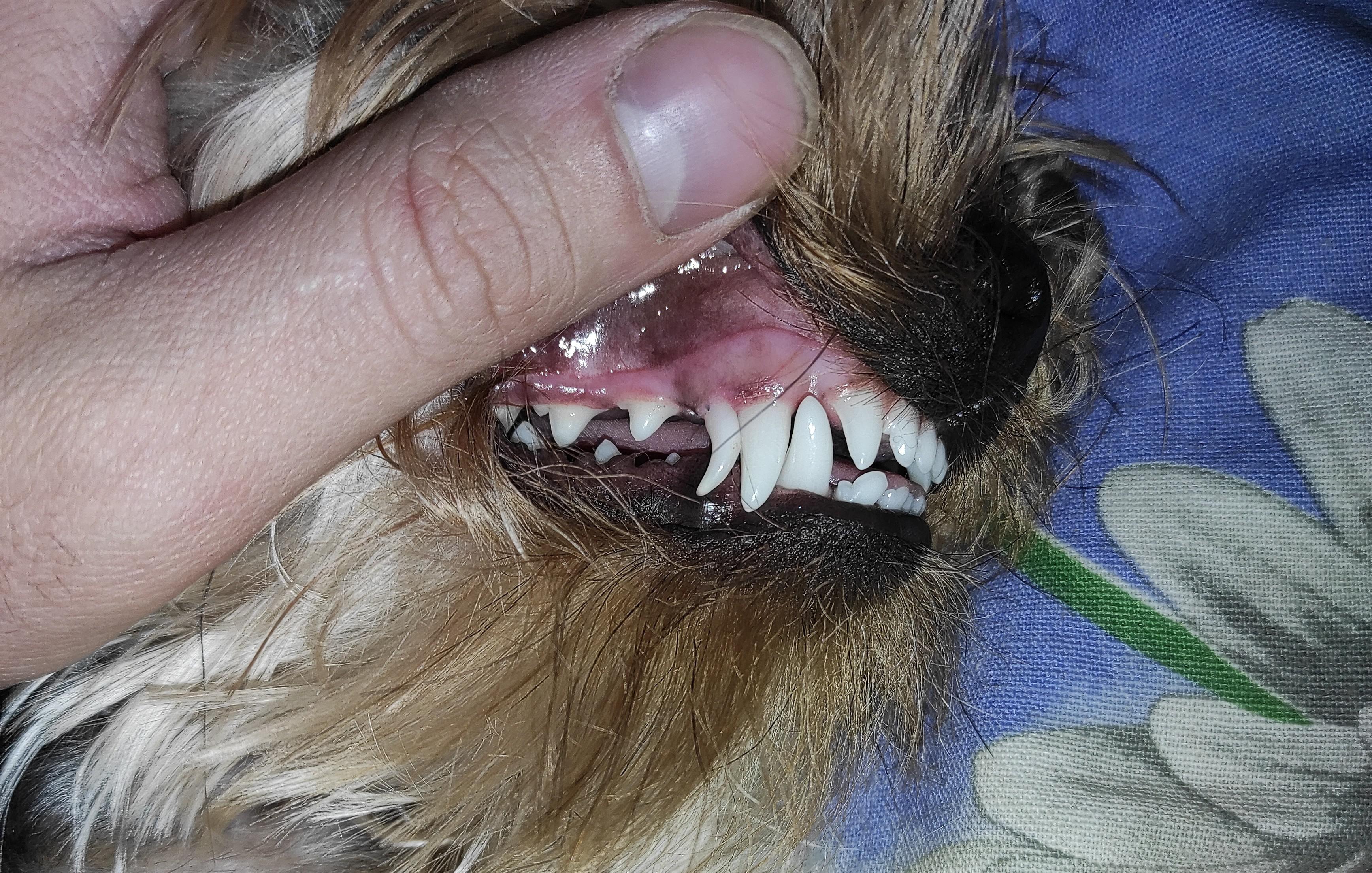 Удаление молочных зубов у собак