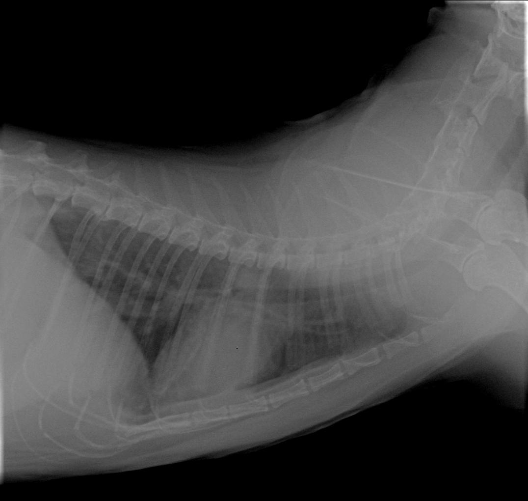 Метастазы на рентгене у кошки