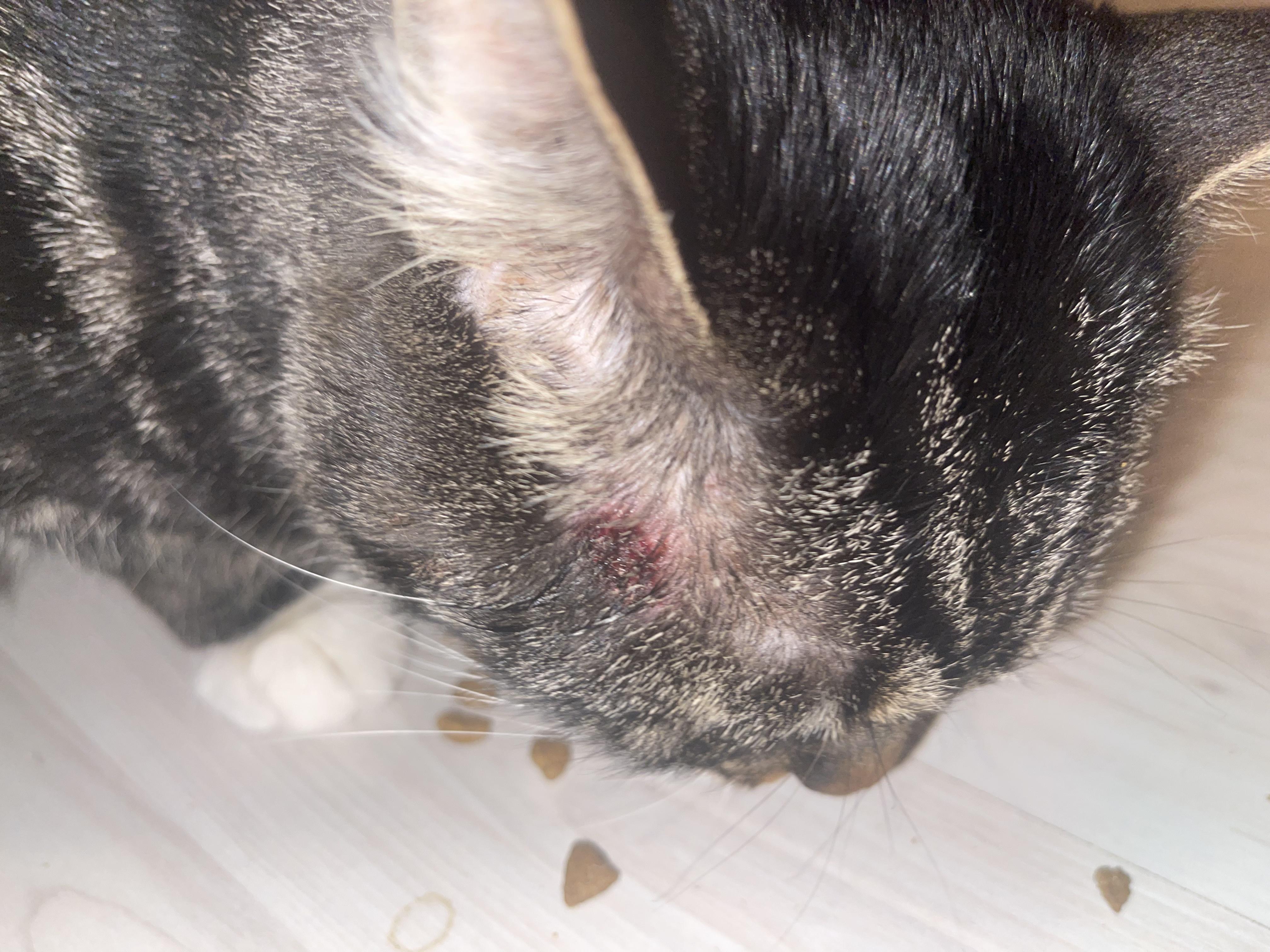 У кота на виске появилась рана, бесплатная консультация ветеринара - вопрос  задан пользователем Alina Popovich про питомца: кошка Без породы (домашняя  кошка)