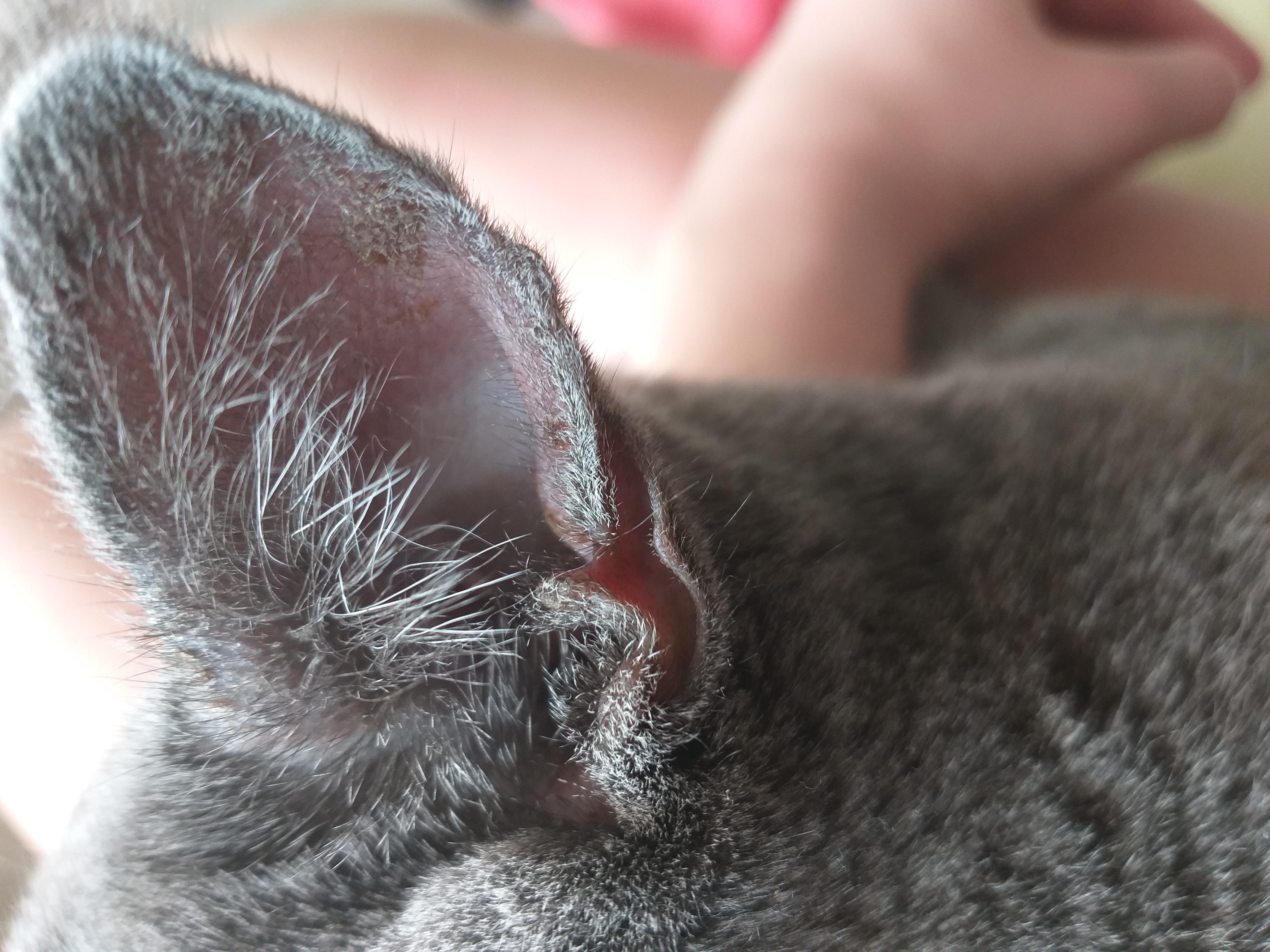 Ушной клещ у кошек (отодектоз)