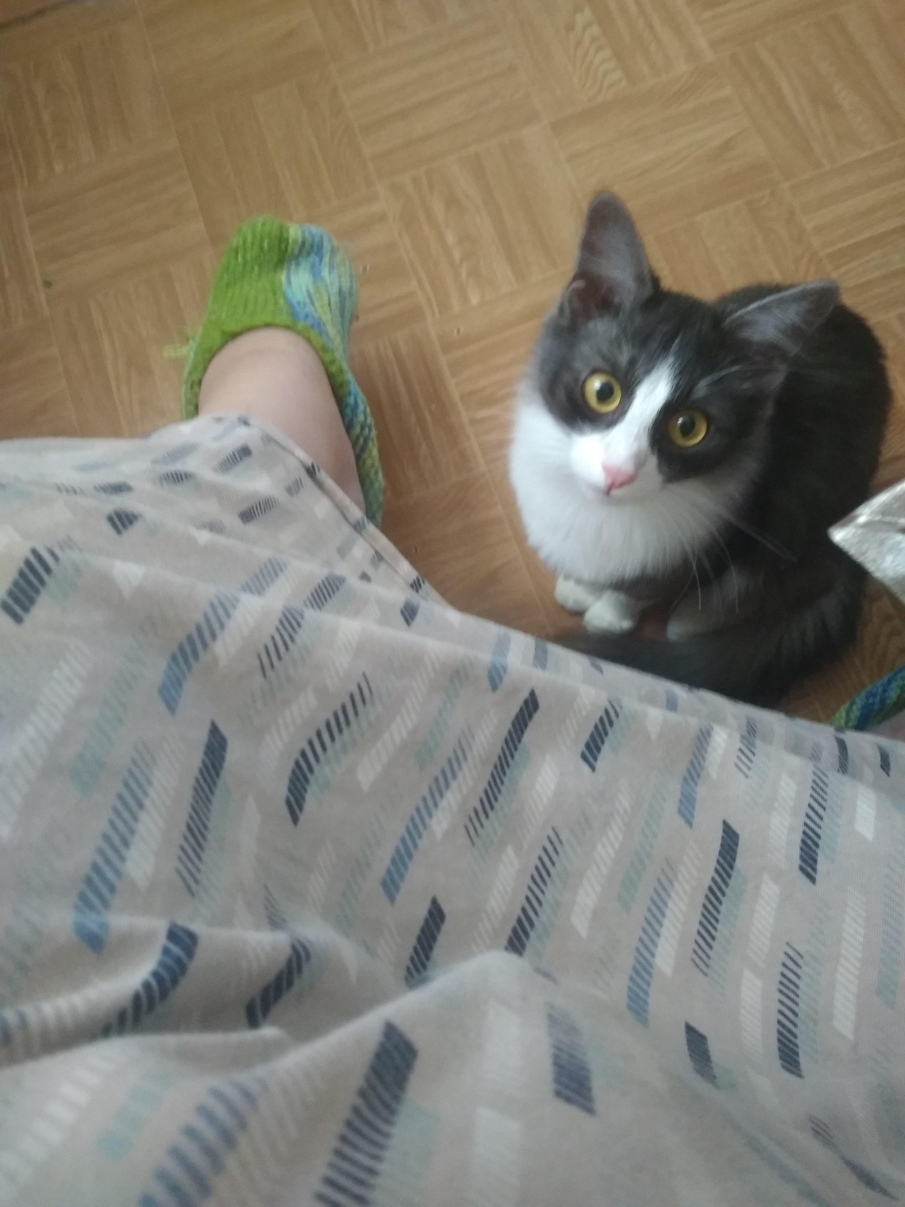 как вылечить цистит у кота