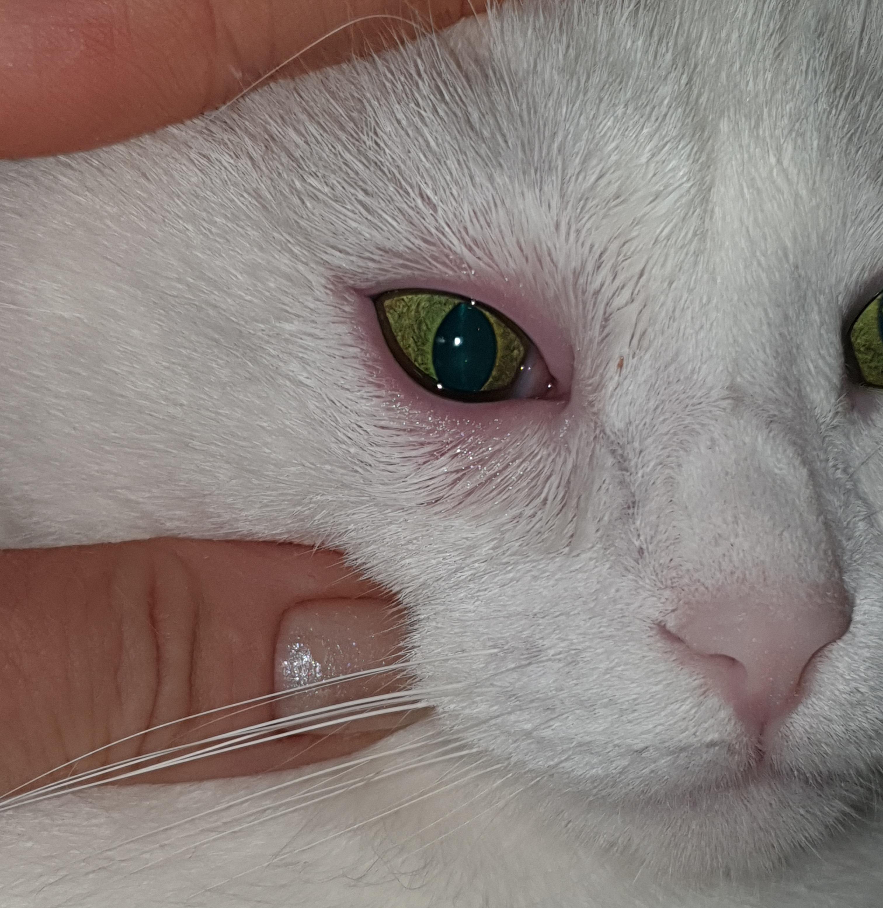 Синдром красного глаза у кошек и собак