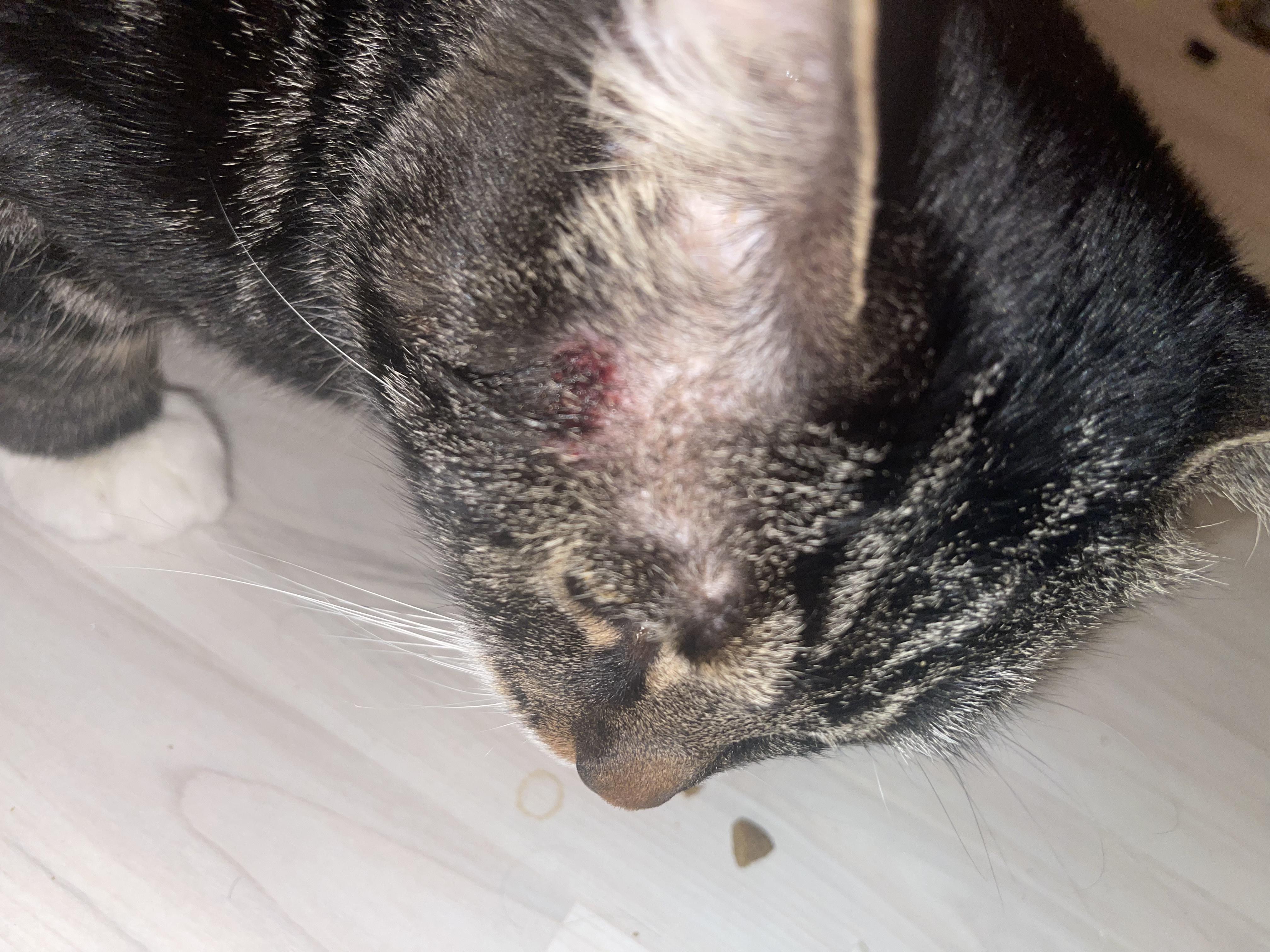 У кота на виске появилась рана, бесплатная консультация ветеринара - вопрос  задан пользователем Alina Popovich про питомца: кошка Без породы (домашняя  кошка)