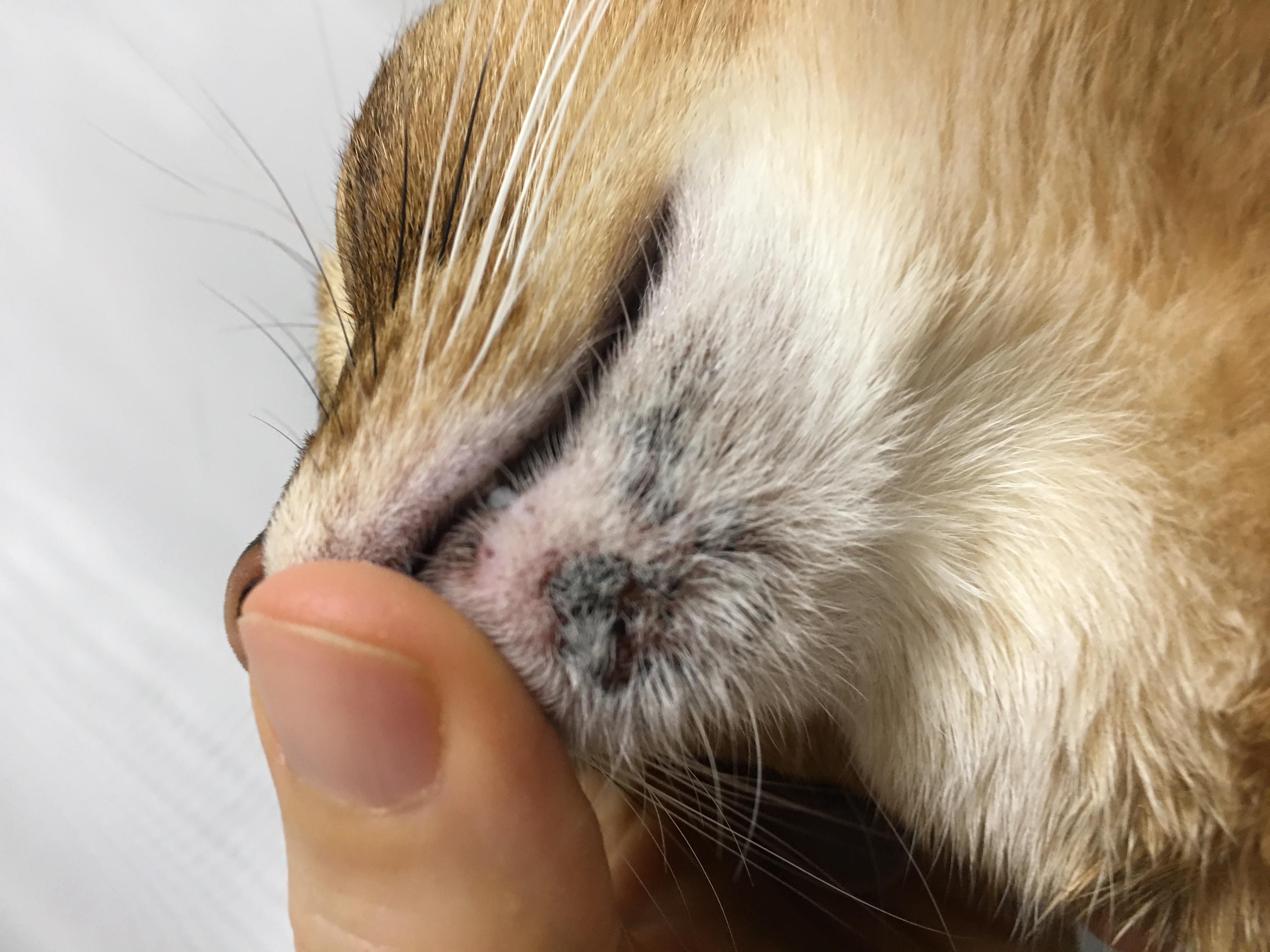 Лечение акне у кошек