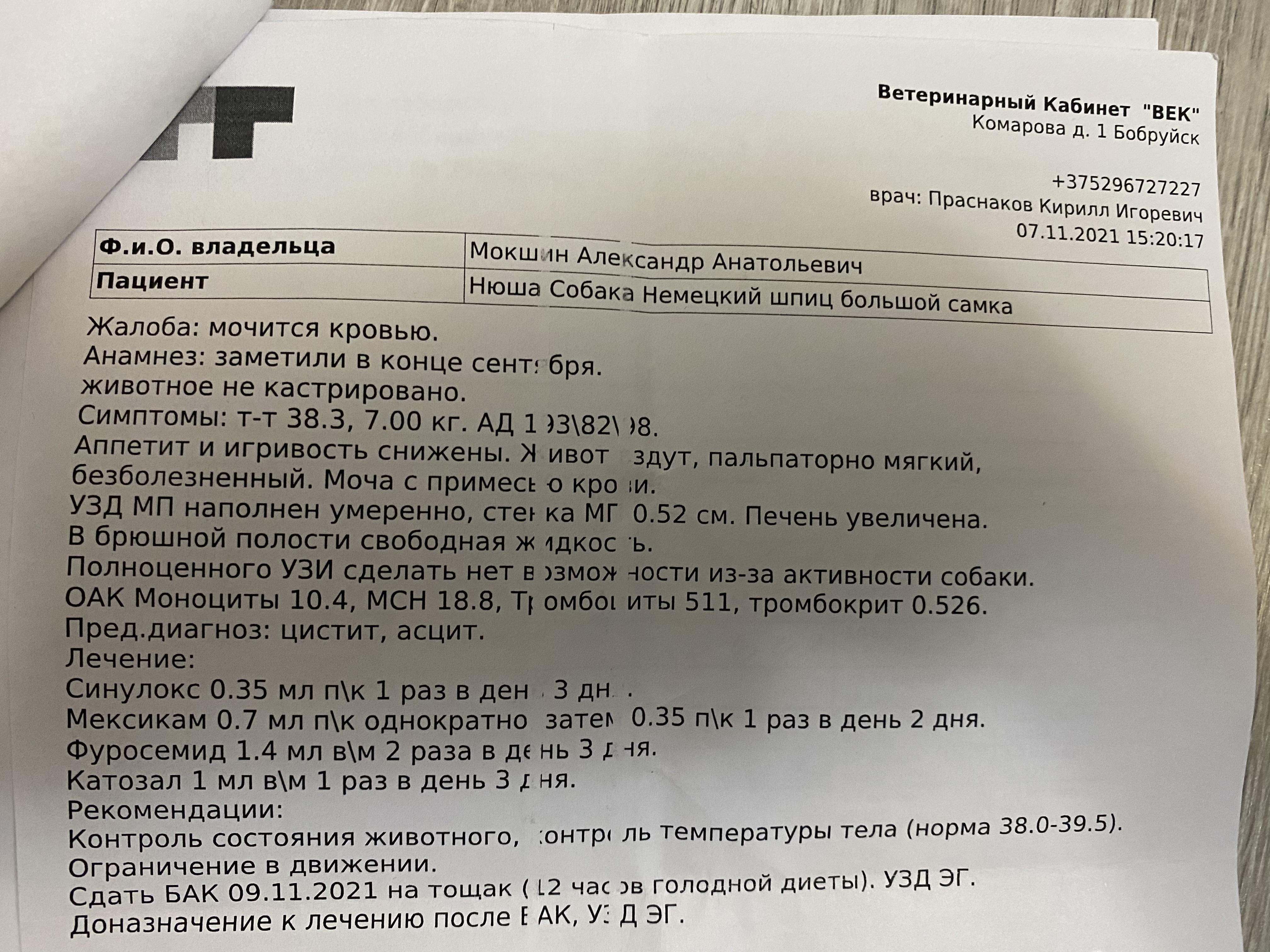 асцит у собаки лечение в домашних условиях | Дзен