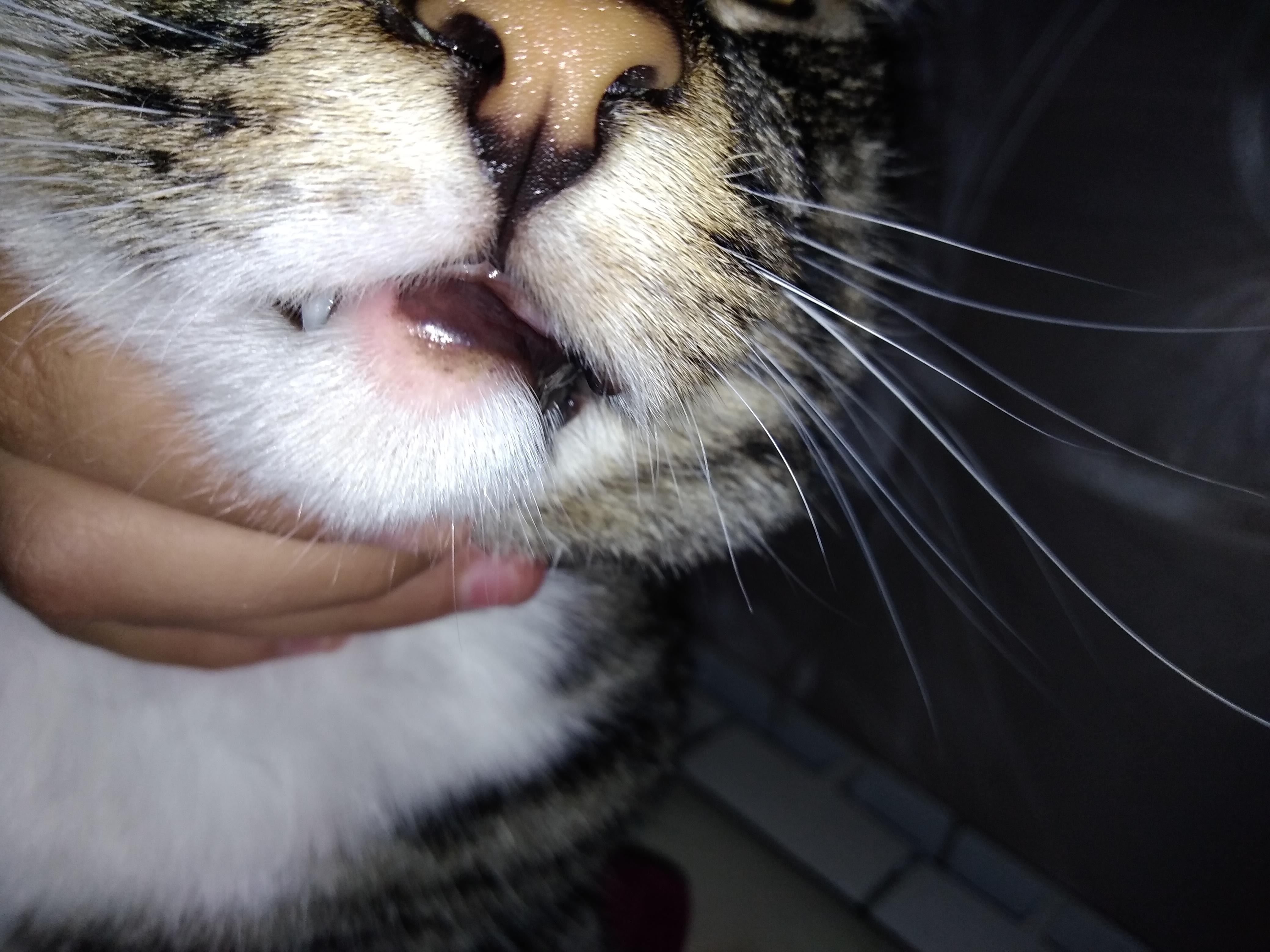 Что делать, если у кошки сильно опухла губа?