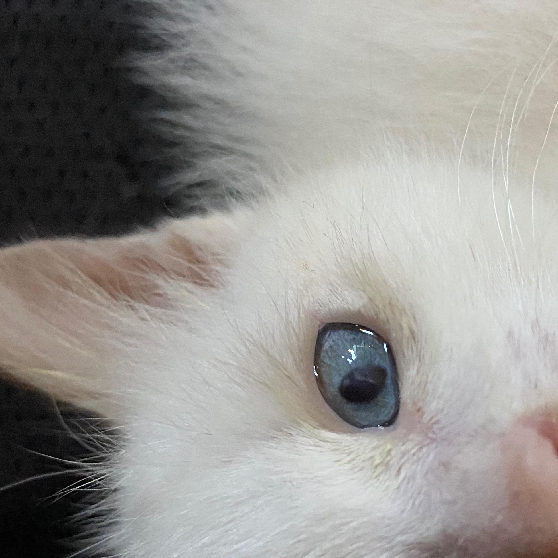 У котенка на глазу белое пятно