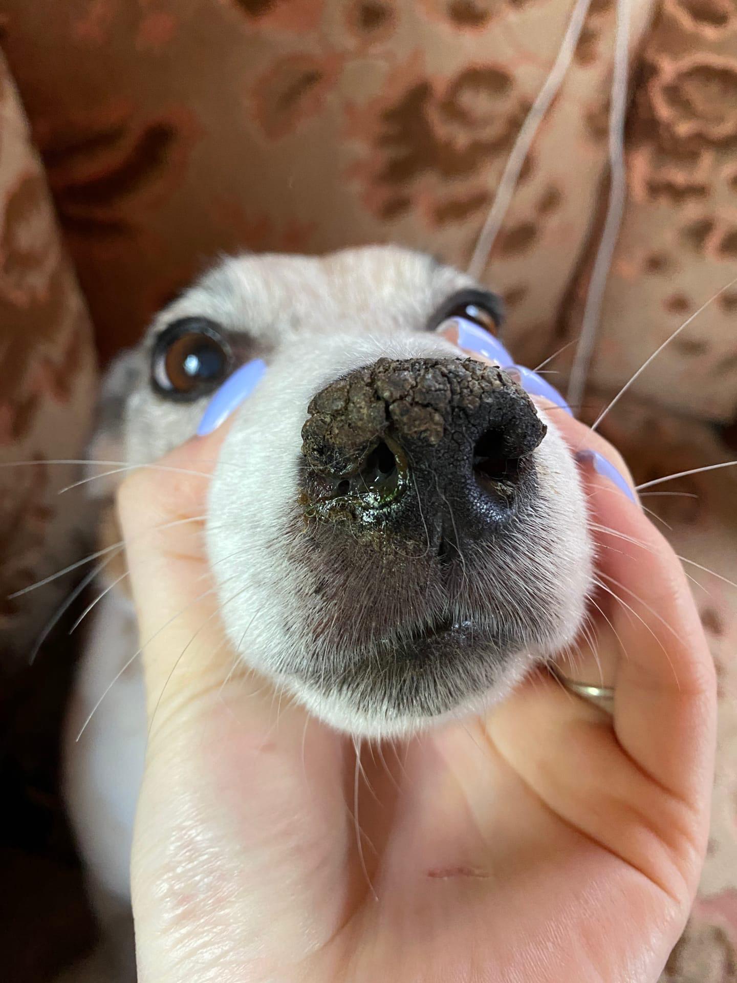 Корочки на носу у собаки, бесплатная консультация ветеринара - вопрос задан  пользователем Анна Козлова про питомца: собака Джек-рассел-терьер