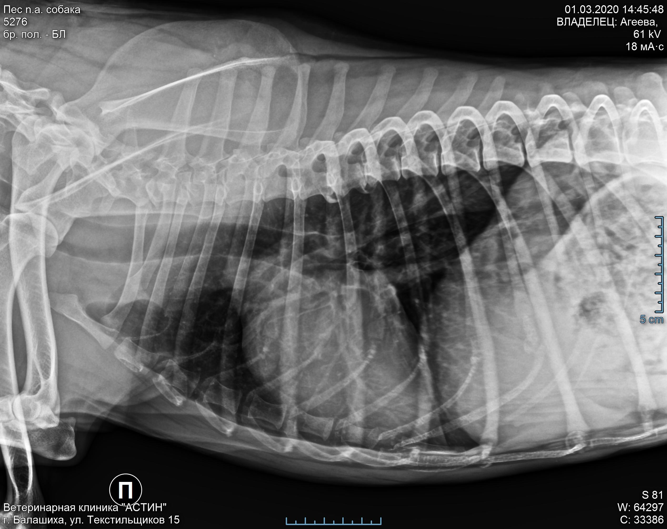 Рентген грудной клетки собаки