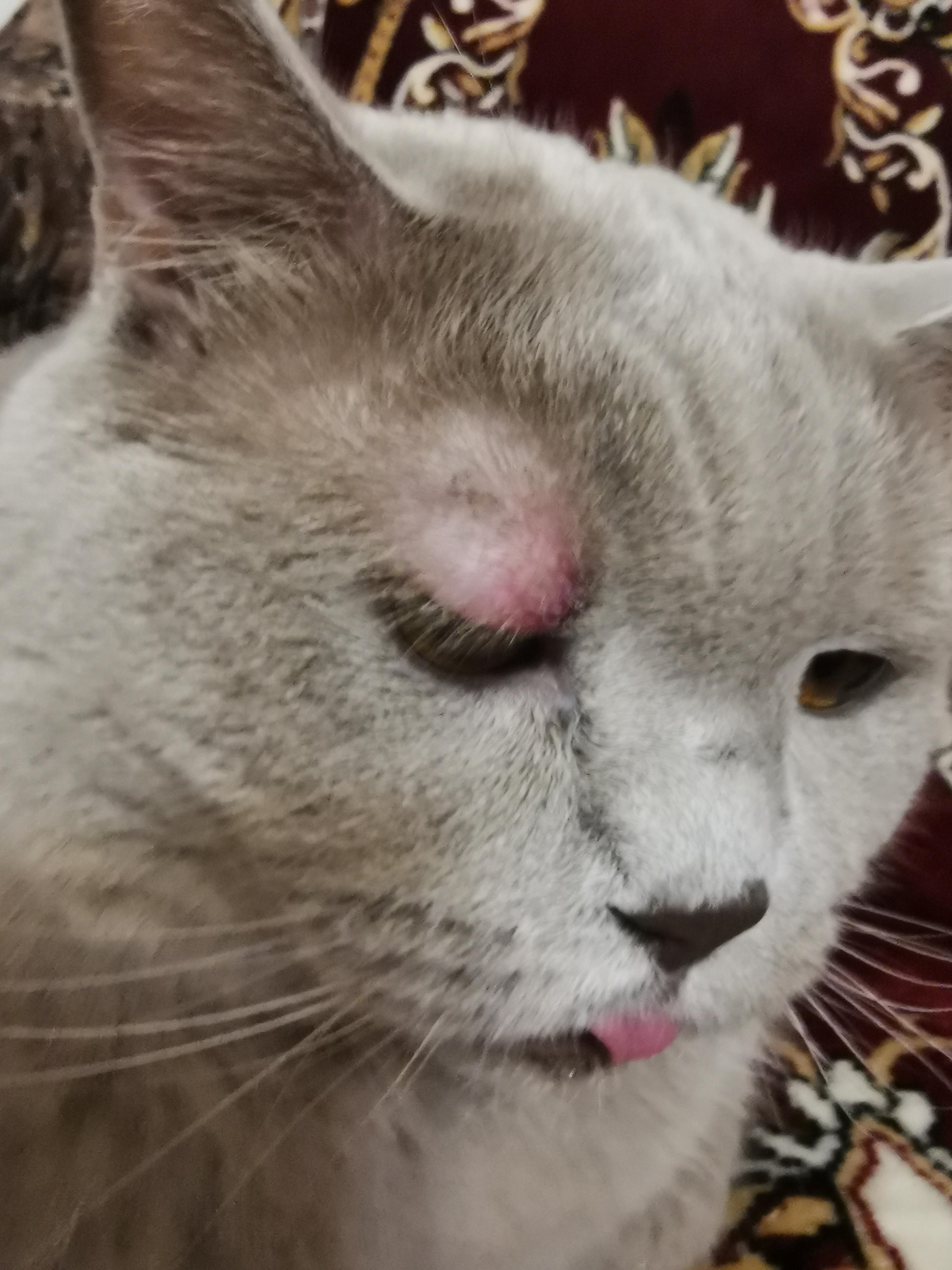Опухоль над глазом у кота