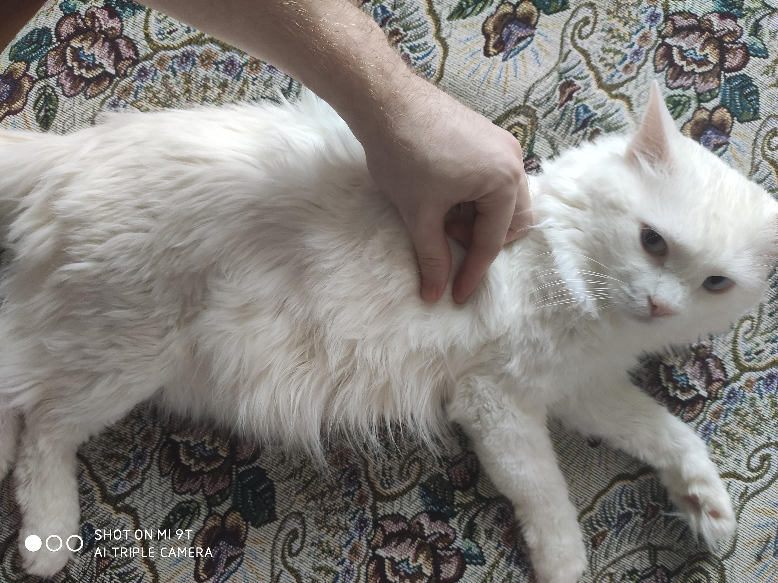 Кошки Лимфосаркома - интернет-магазин товаров для животных Ветна ветна