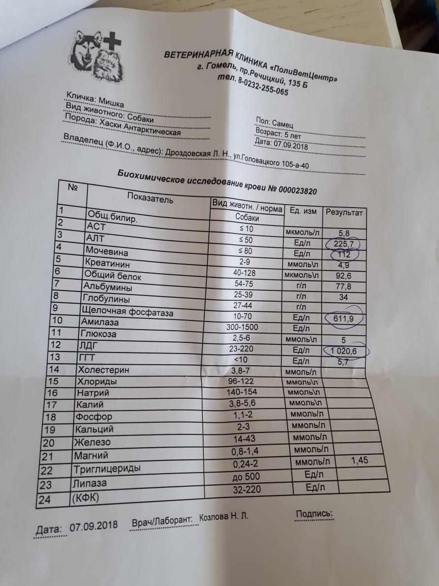 Показатель алт у собак. Анализы почек. Анализ мочи при гидронефрозе почек. Анализ мочи собаки. Общий анализ крови гидронефроз.
