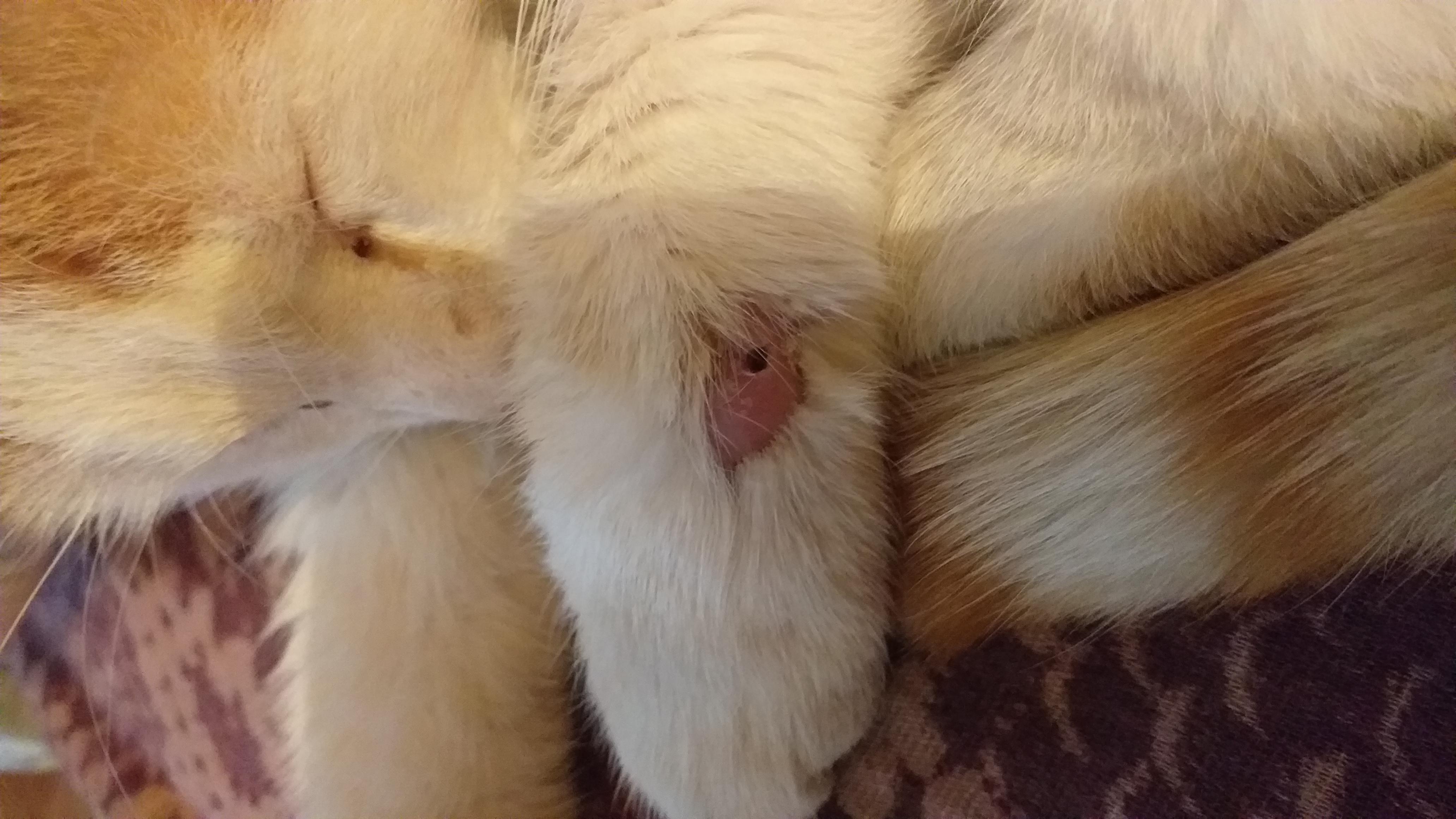 Перелом лапы у кошки: симптомы, первая помощь и лечение