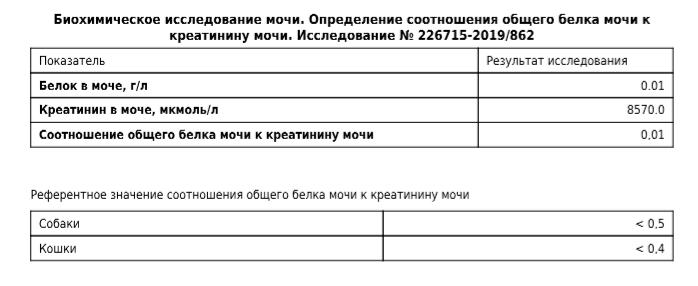 У кота повышен креатинин