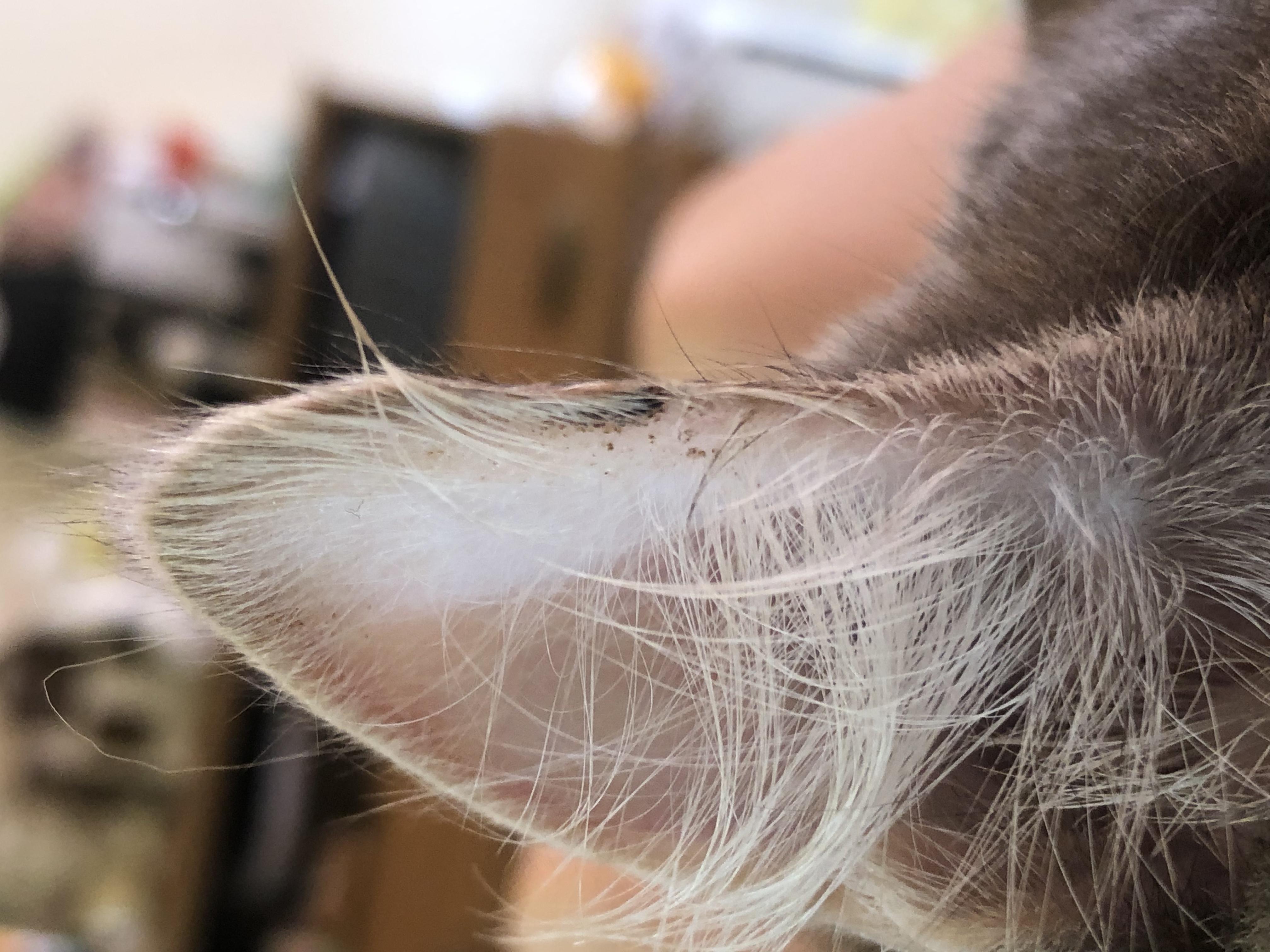 У кошки на ушах и голове болячки - возможные причины патологии. | Лапа помощи | Дзен