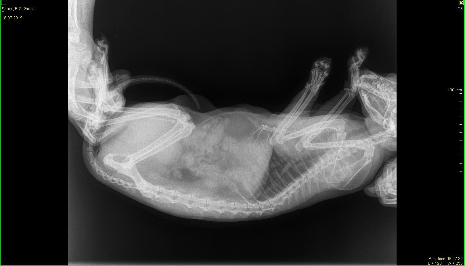 Рентген беременность у кошки