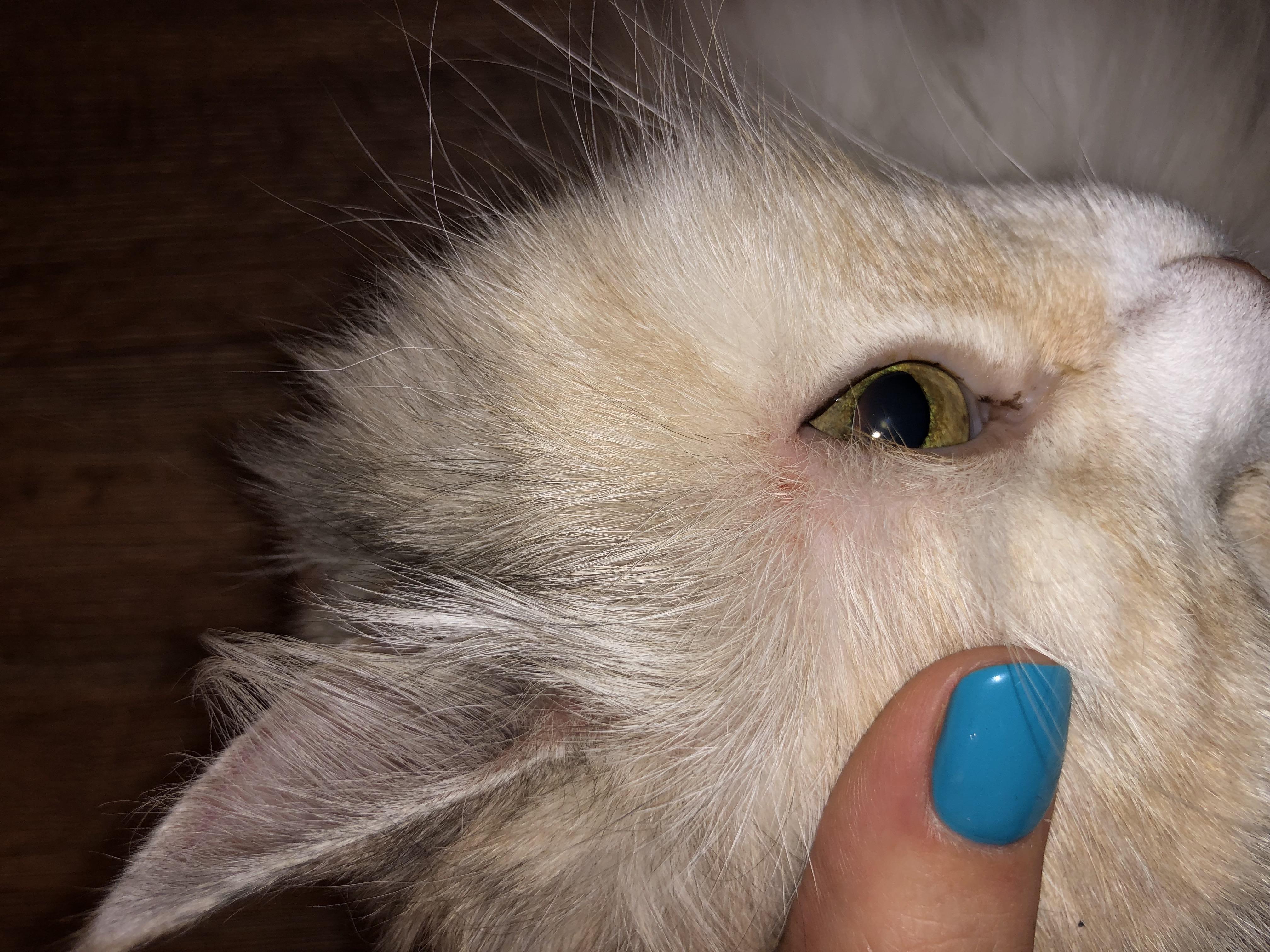 У кошки расчесы вокруг глаз