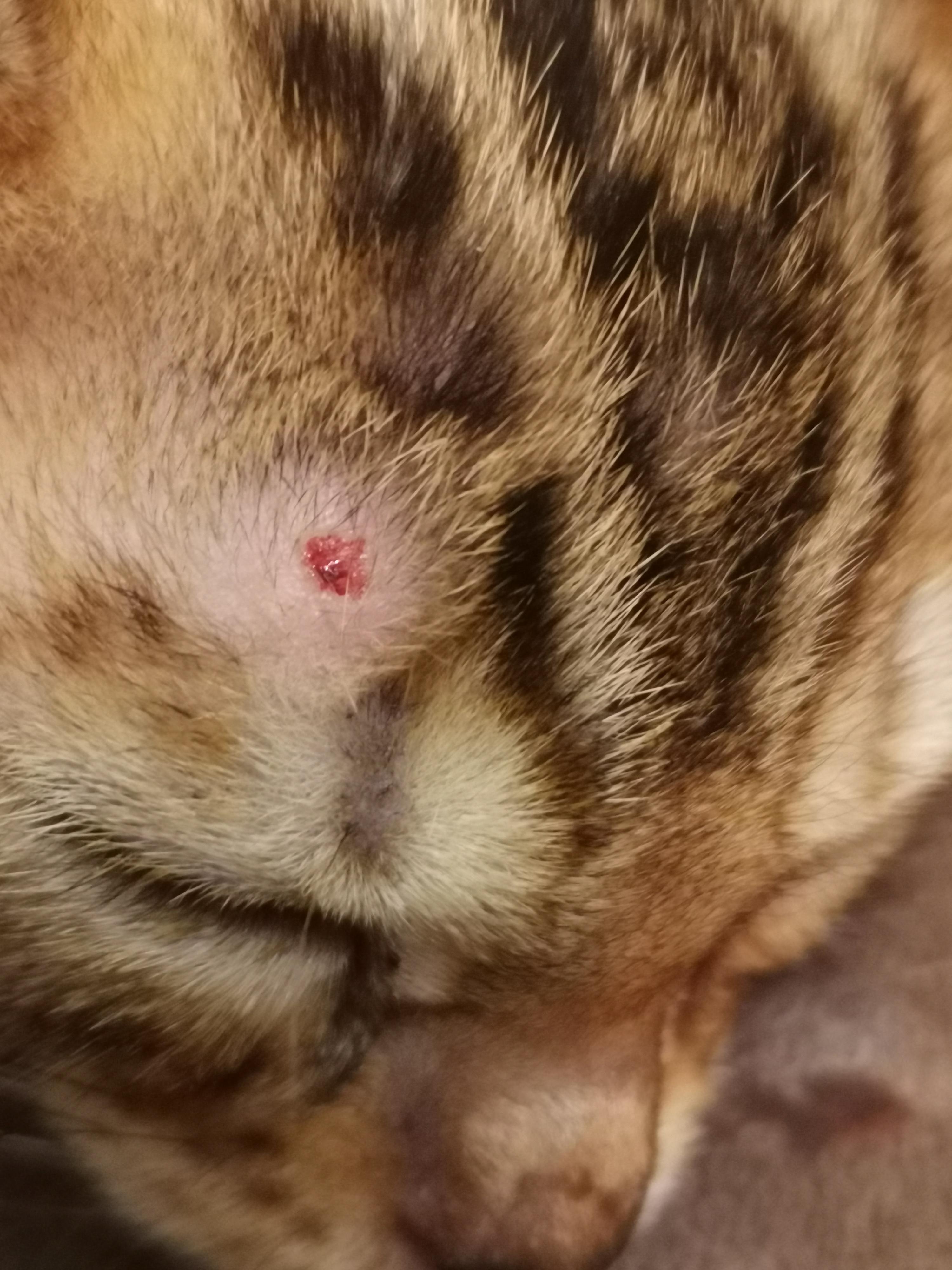 Болезни котят, бесплатная консультация ветеринара - вопрос задан  пользователем Кристина Никитина про питомца: кошка Бенгальская