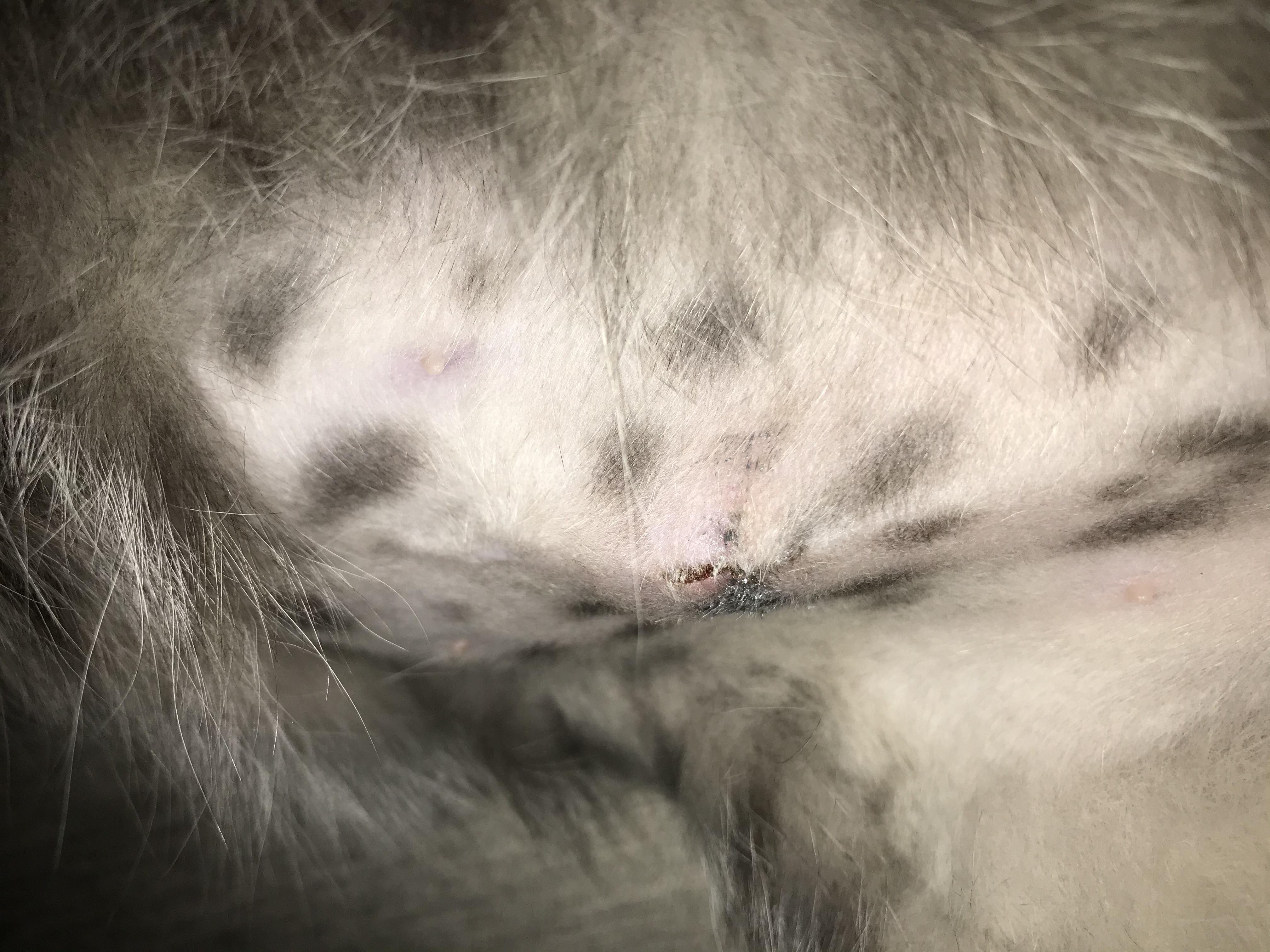 Как выглядит шов у кошки после стерилизации фото